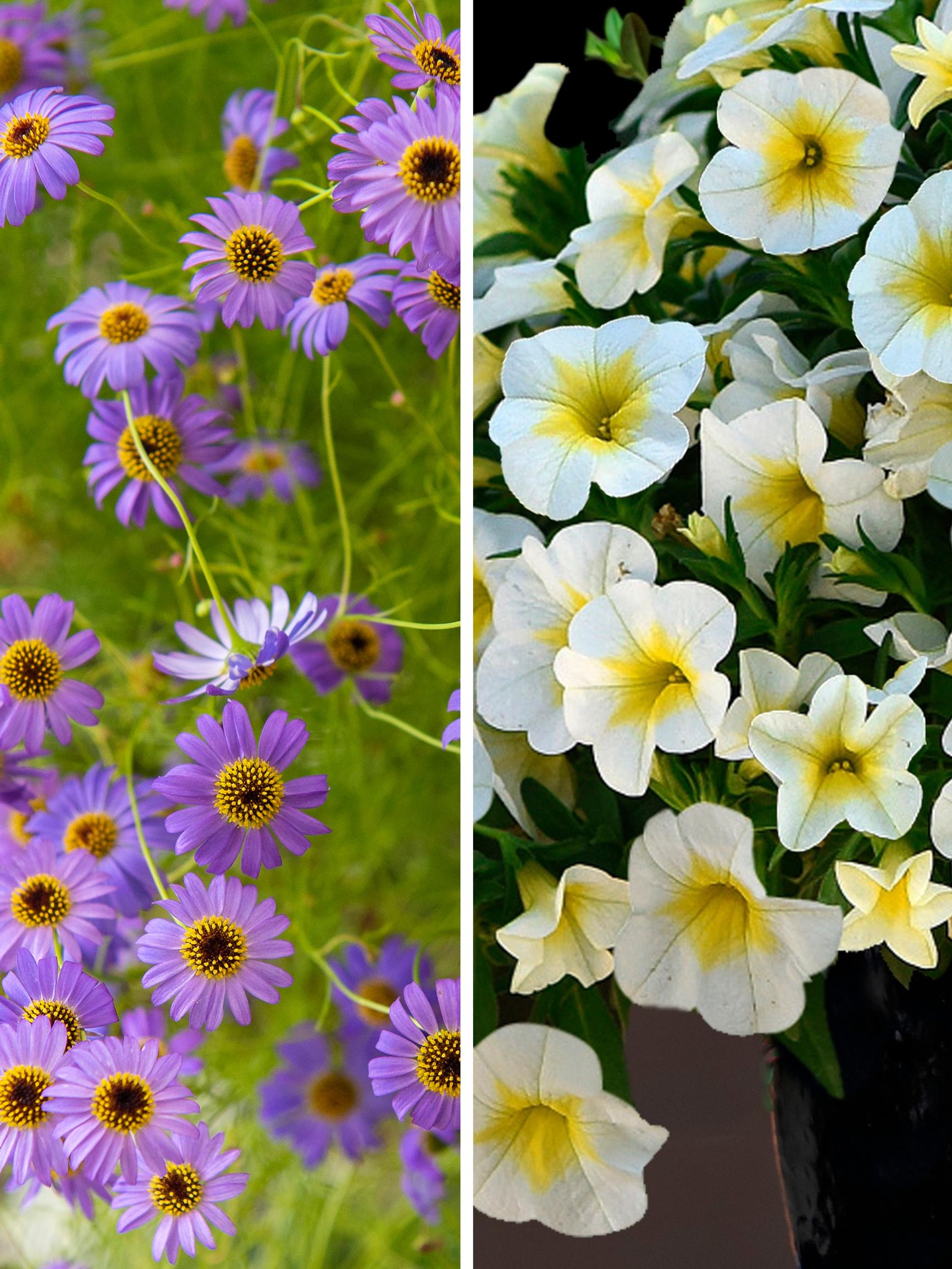 6 irresistible new summer flowers—fall for lemon-fresh million bells and bright pink cosmos