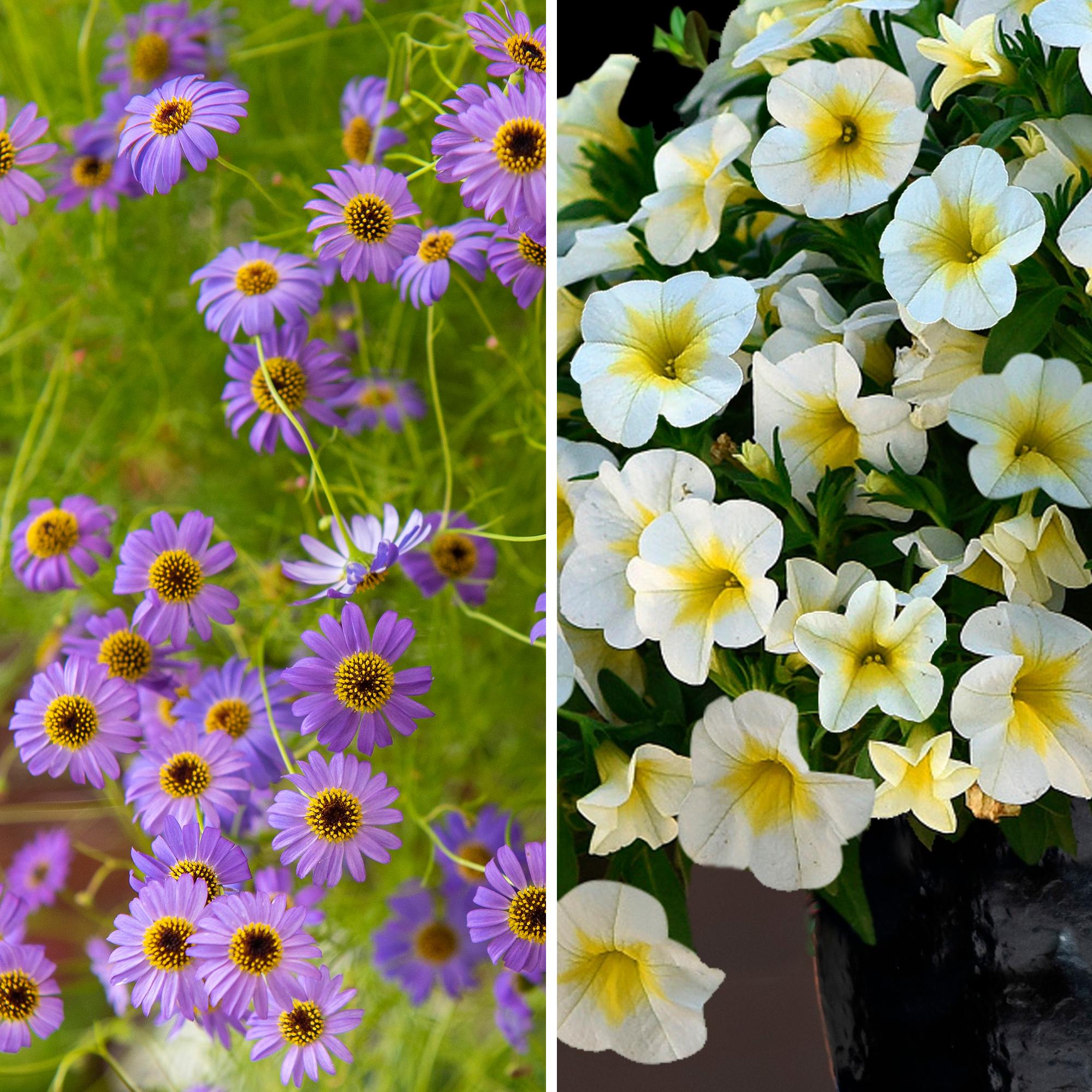 6 irresistible new summer flowers—fall for lemon-fresh million bells and bright pink cosmos
