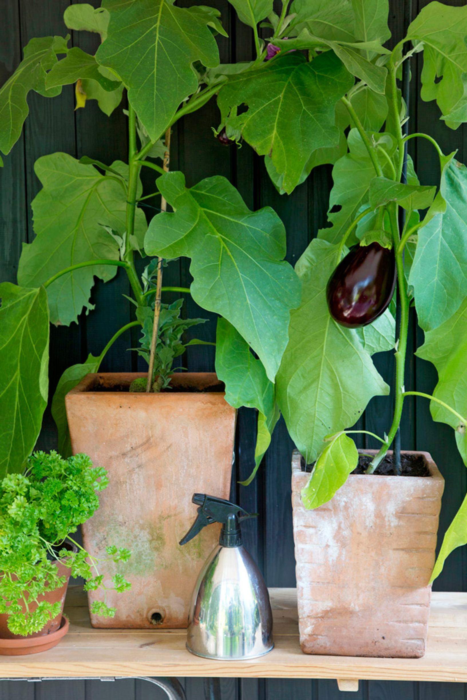 Eggplant plants growing in containers