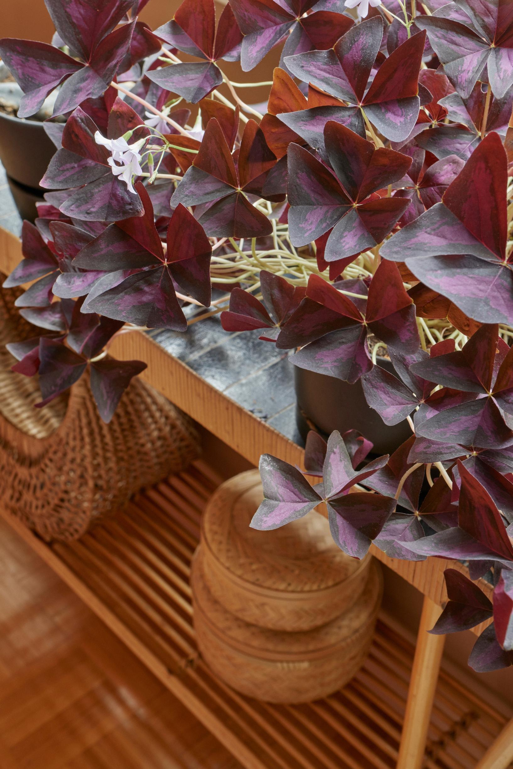 A lucky clover on a wicker plant stand.