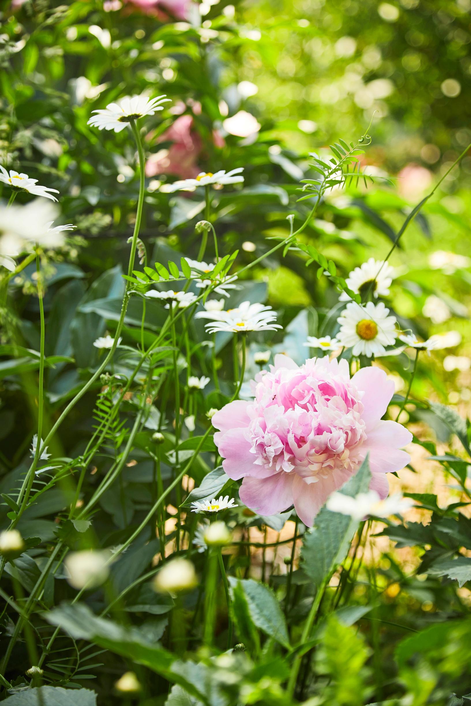 ‘Lady Anna’ is one of the old French cultivars that Leena loves.