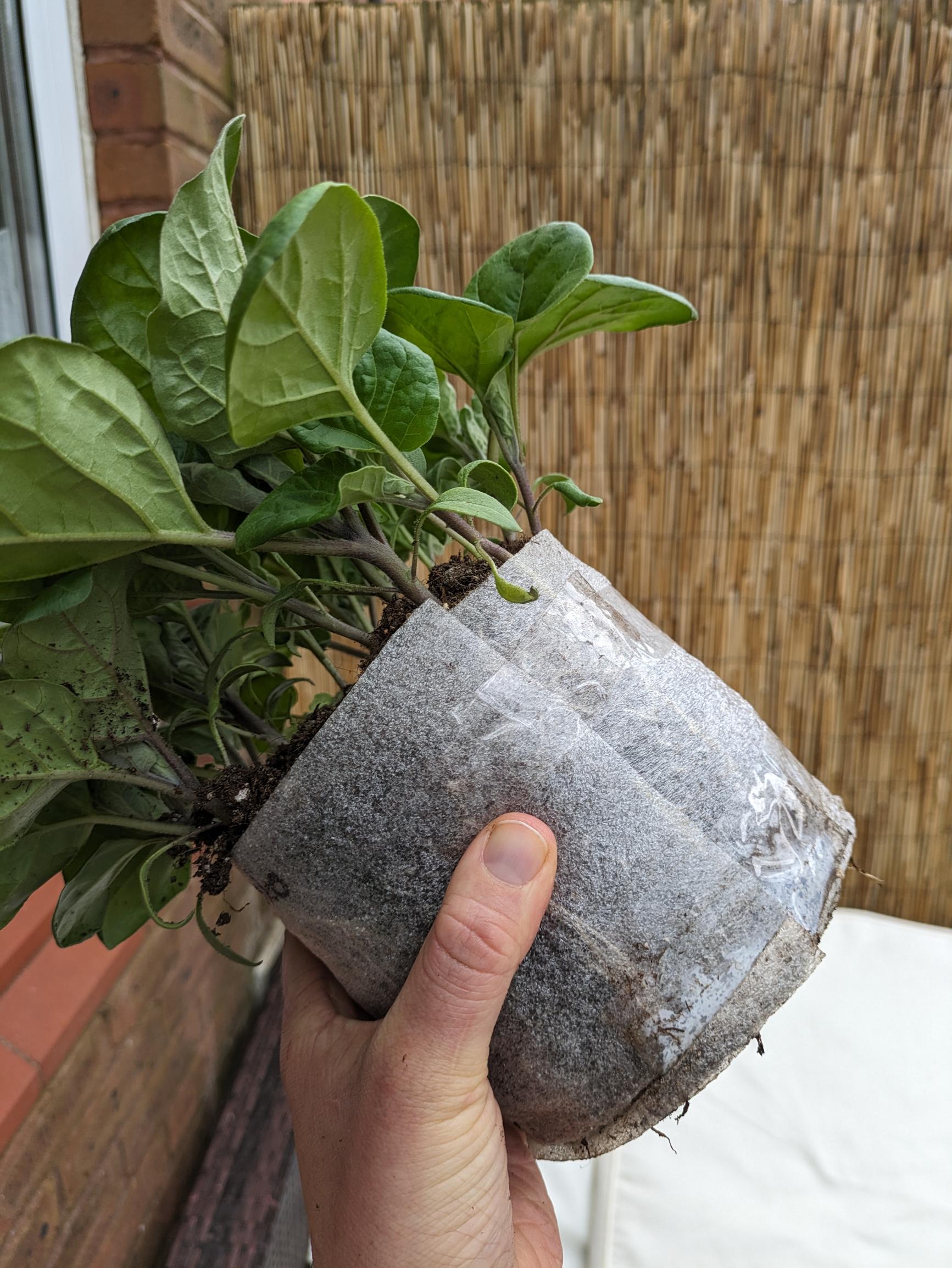 seed snail roll