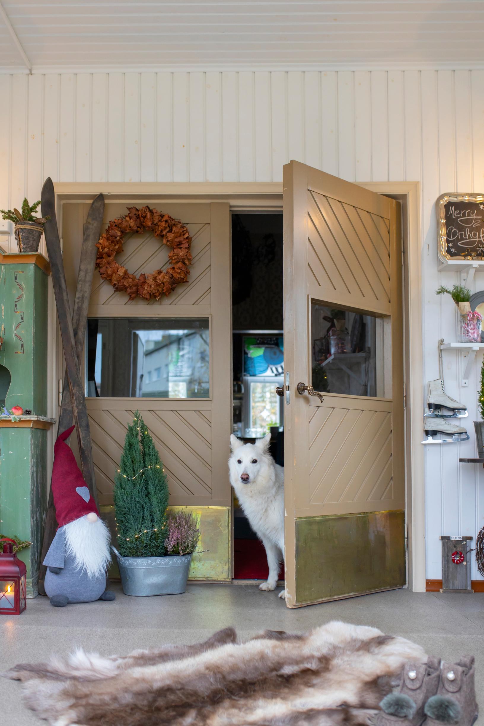 Dog peeks in through the door