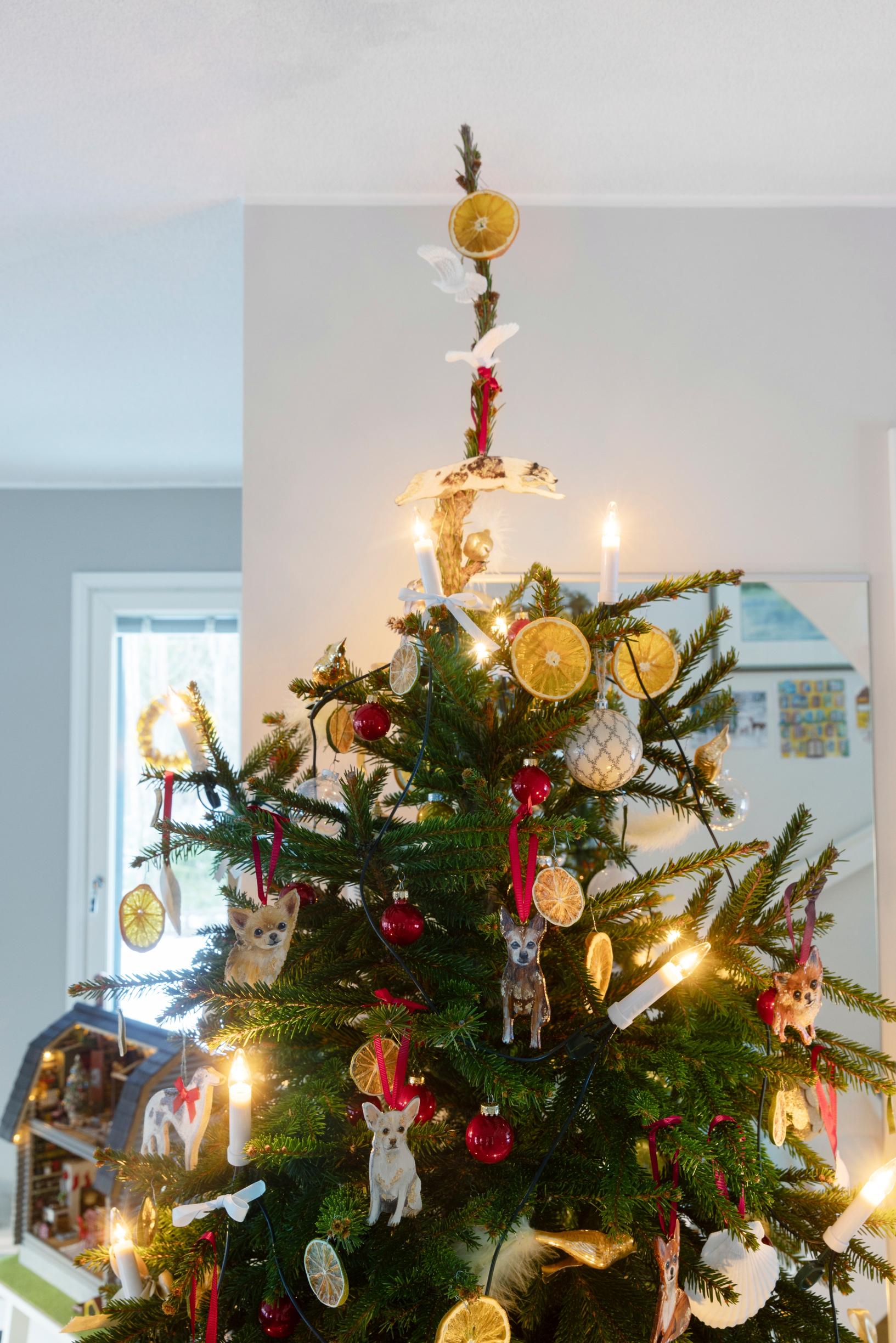 A Christmas tree decorated with dried orange slices.
