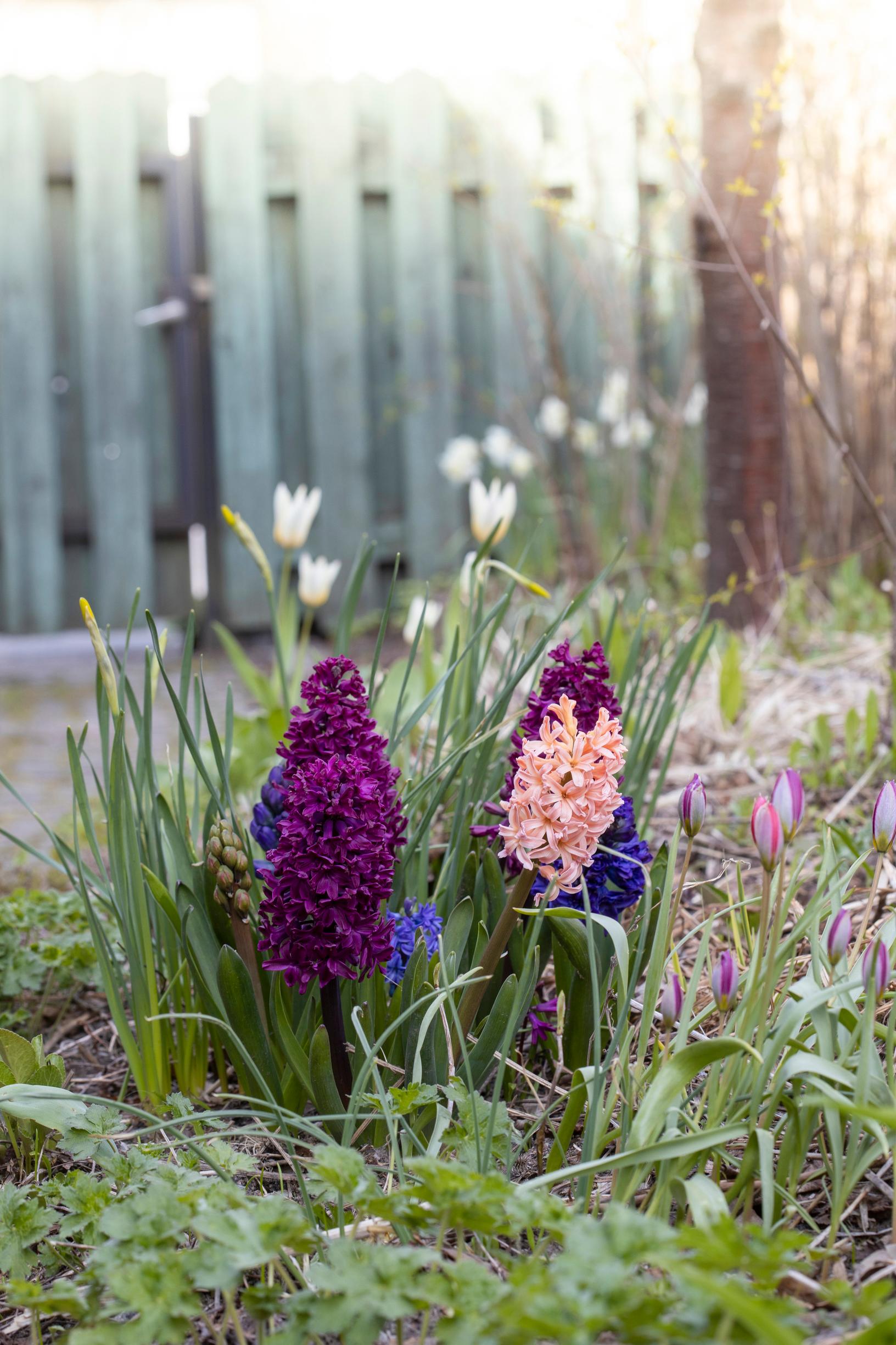 hyacinth in the garden