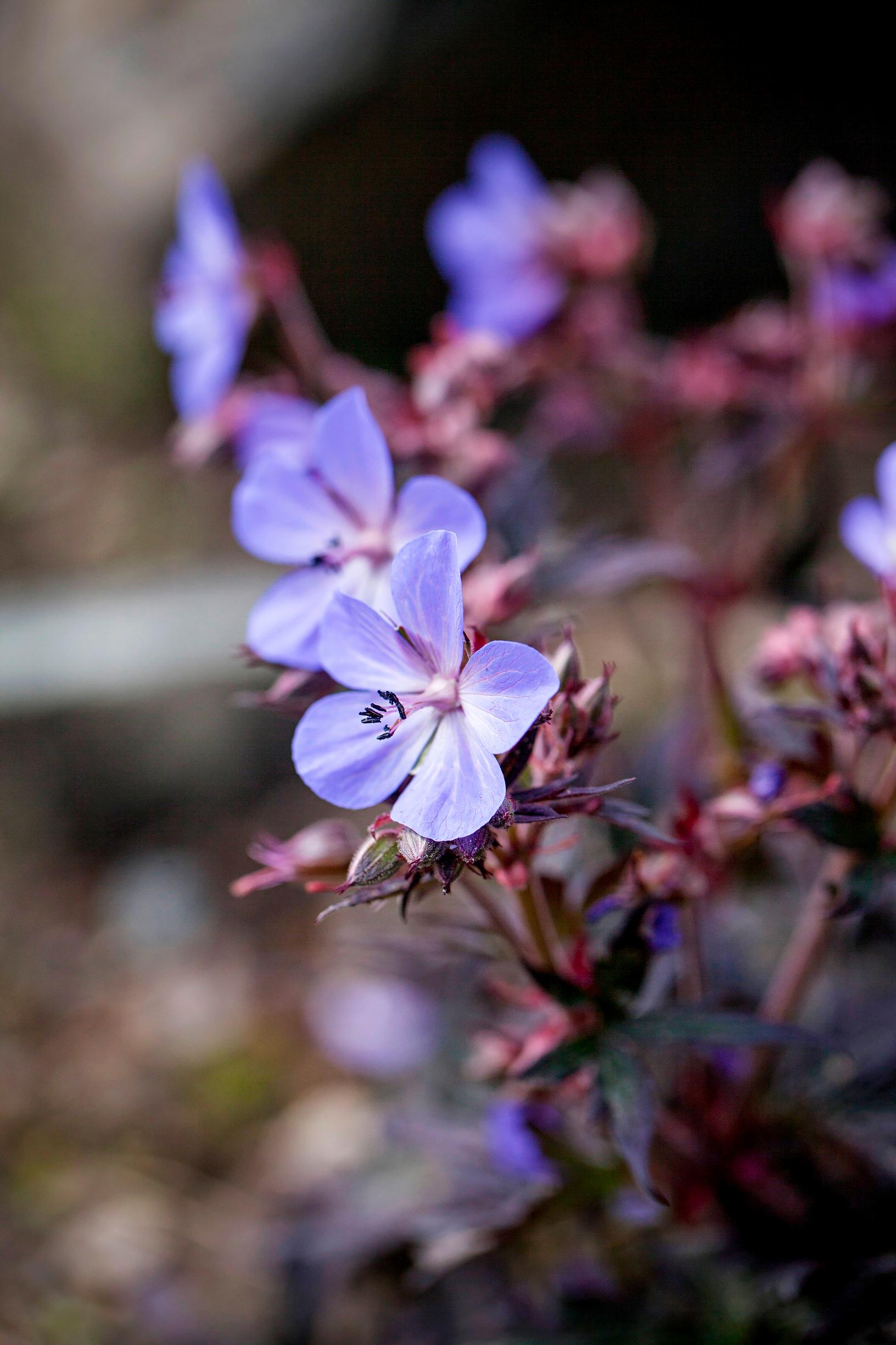 Geranium pratense ’Dark Reiter’