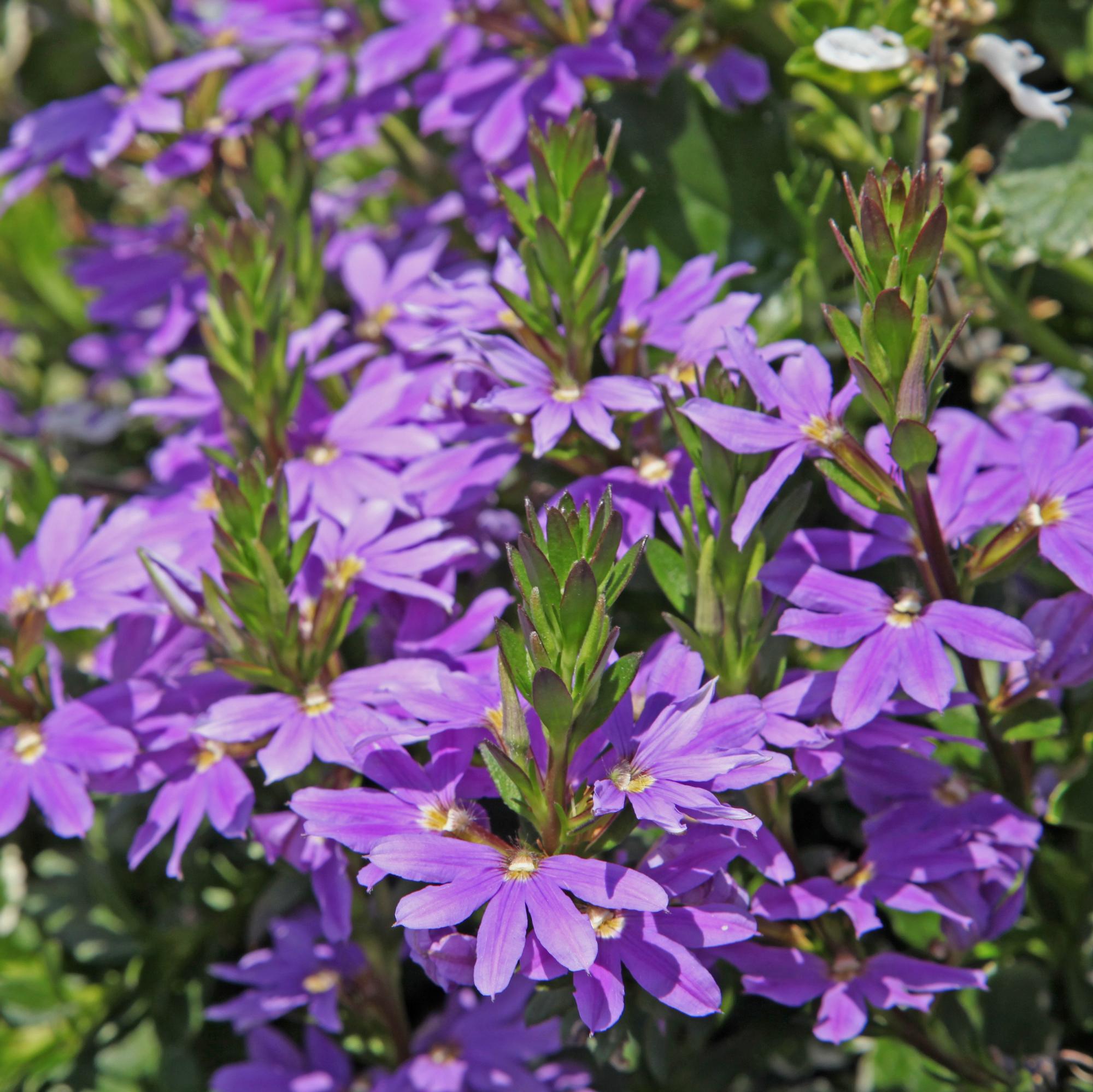 hanging basket flowers: fan flower