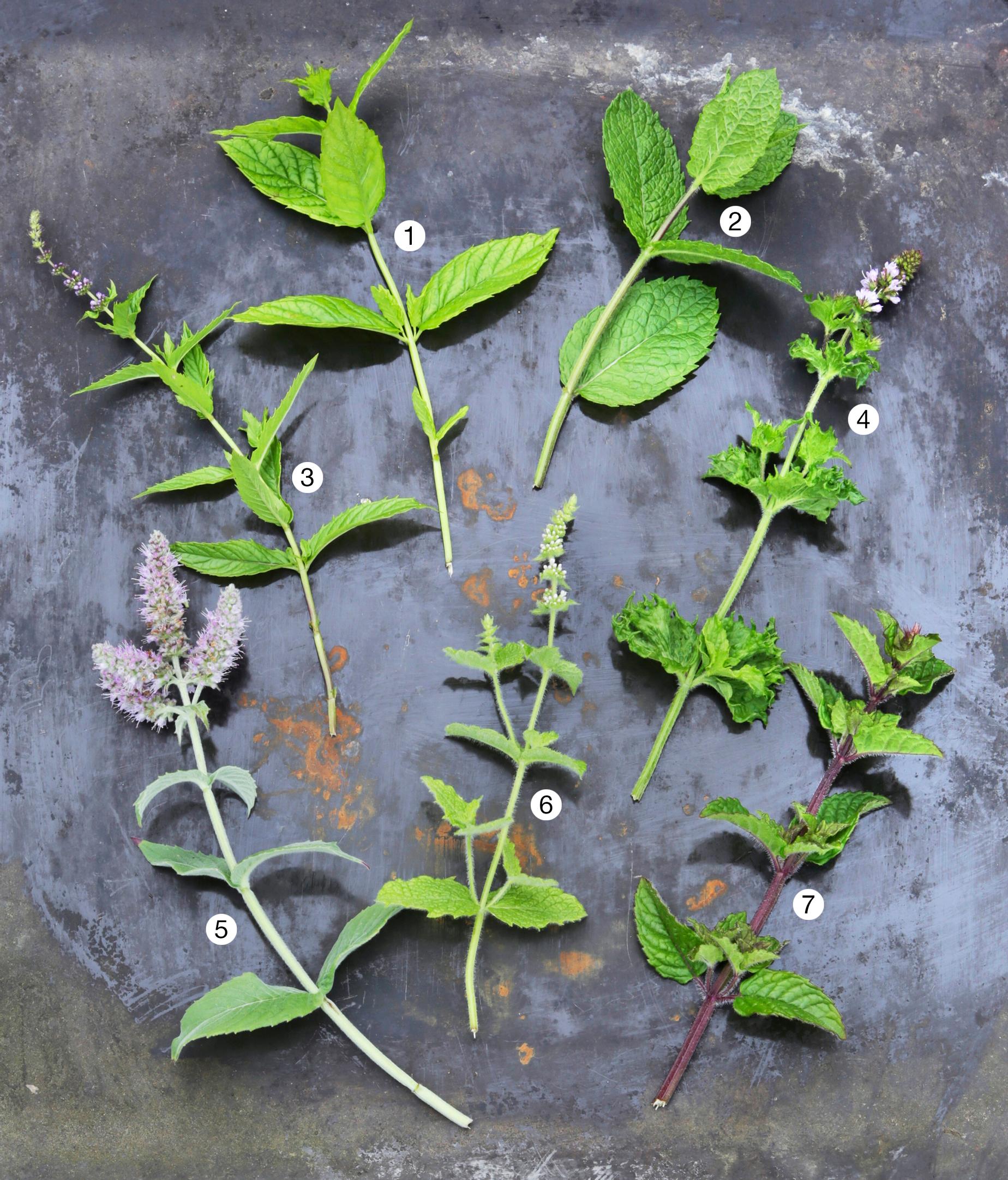 mint varieties on a metal surface
