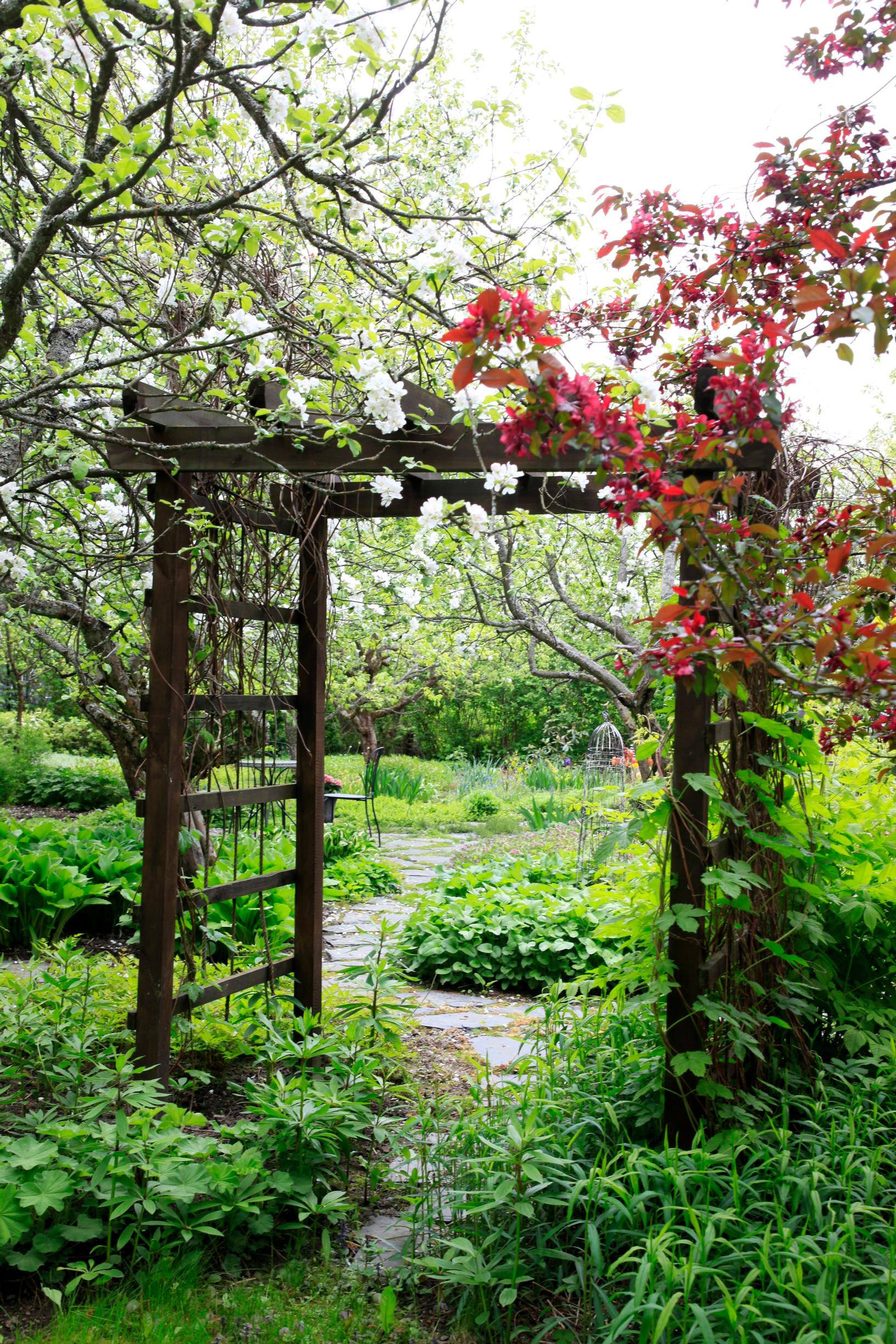 Virginia creeper is among the climbers on this trellis.