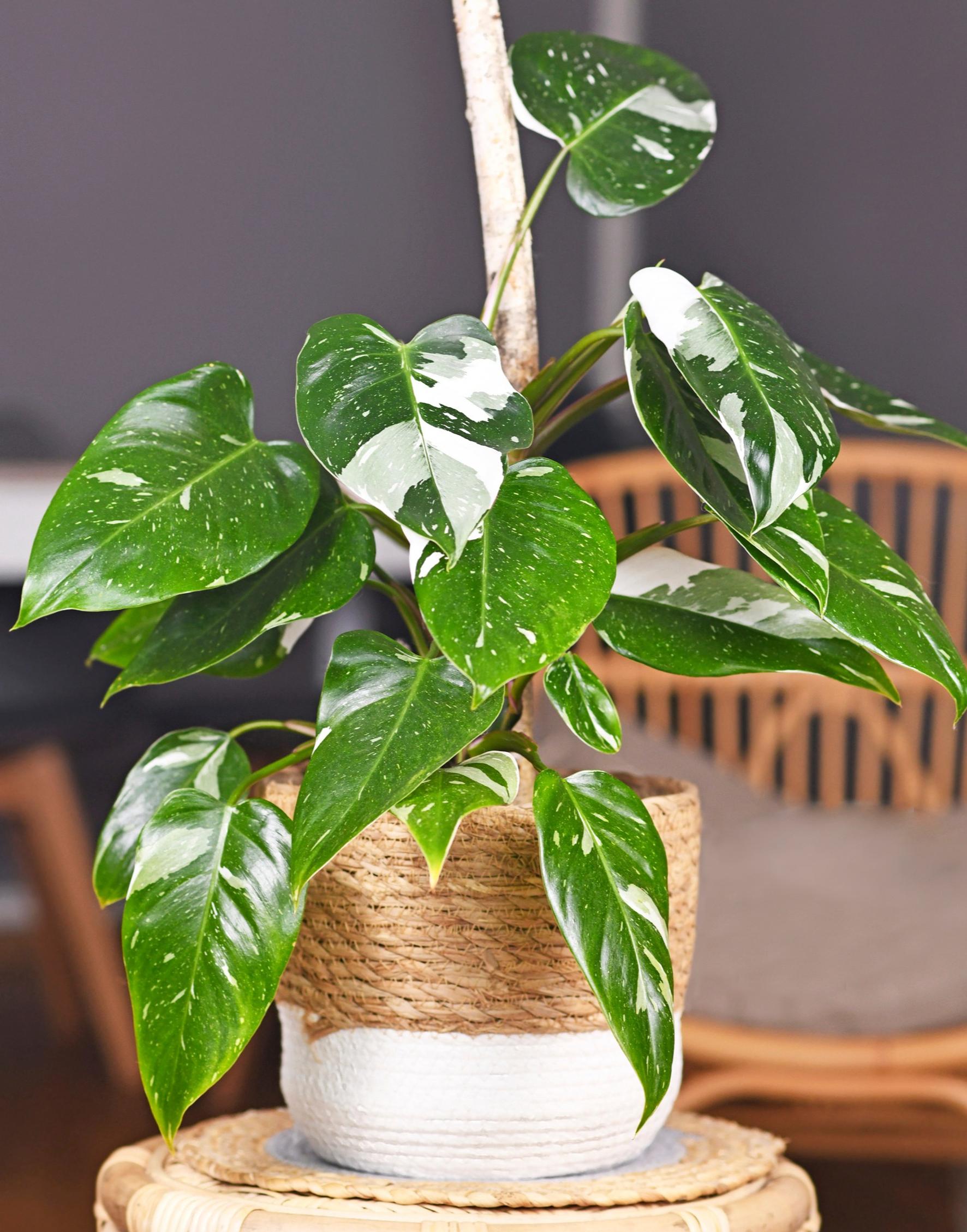 philodendron: variegated philodendron