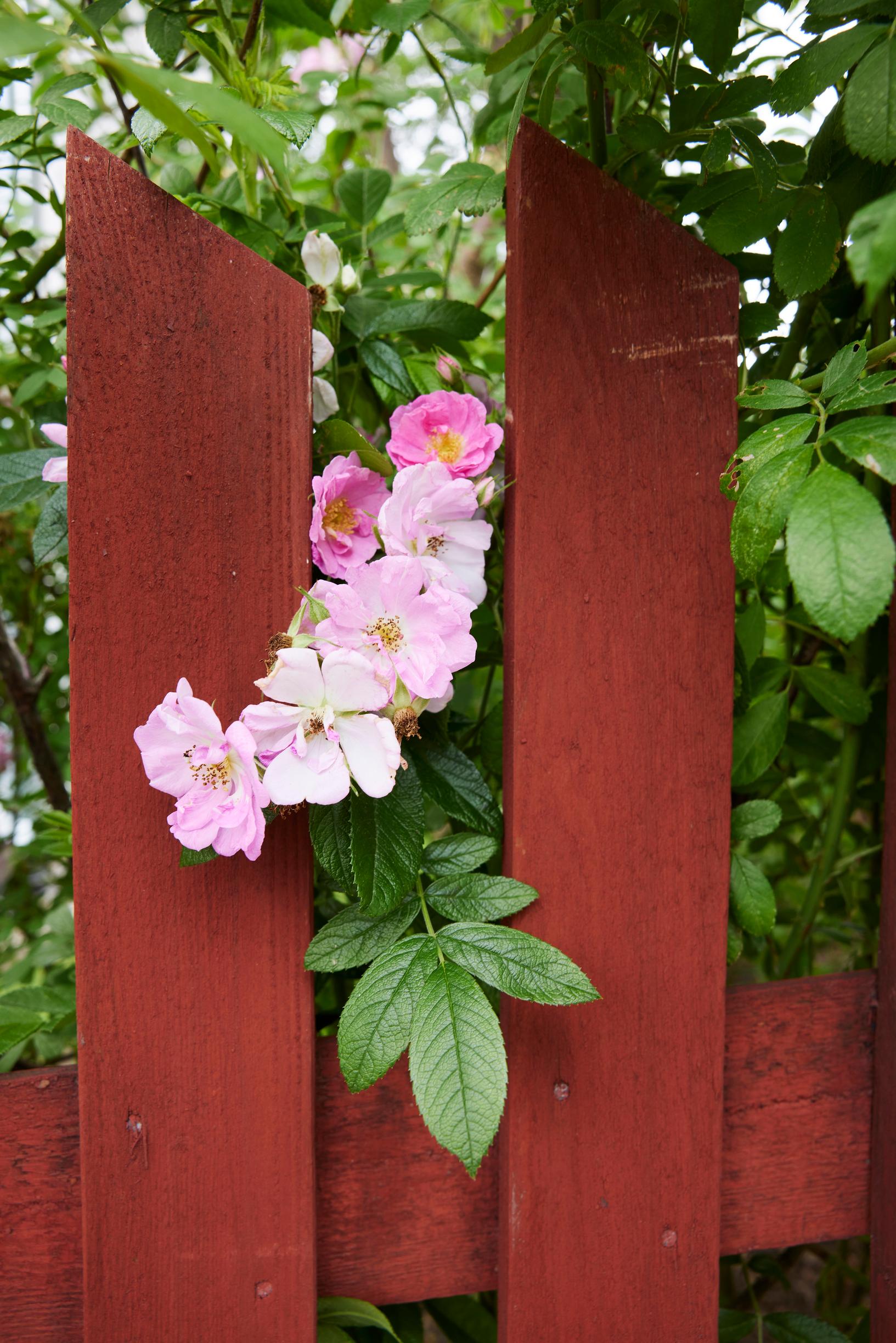 A shrub rose peeking through the fence