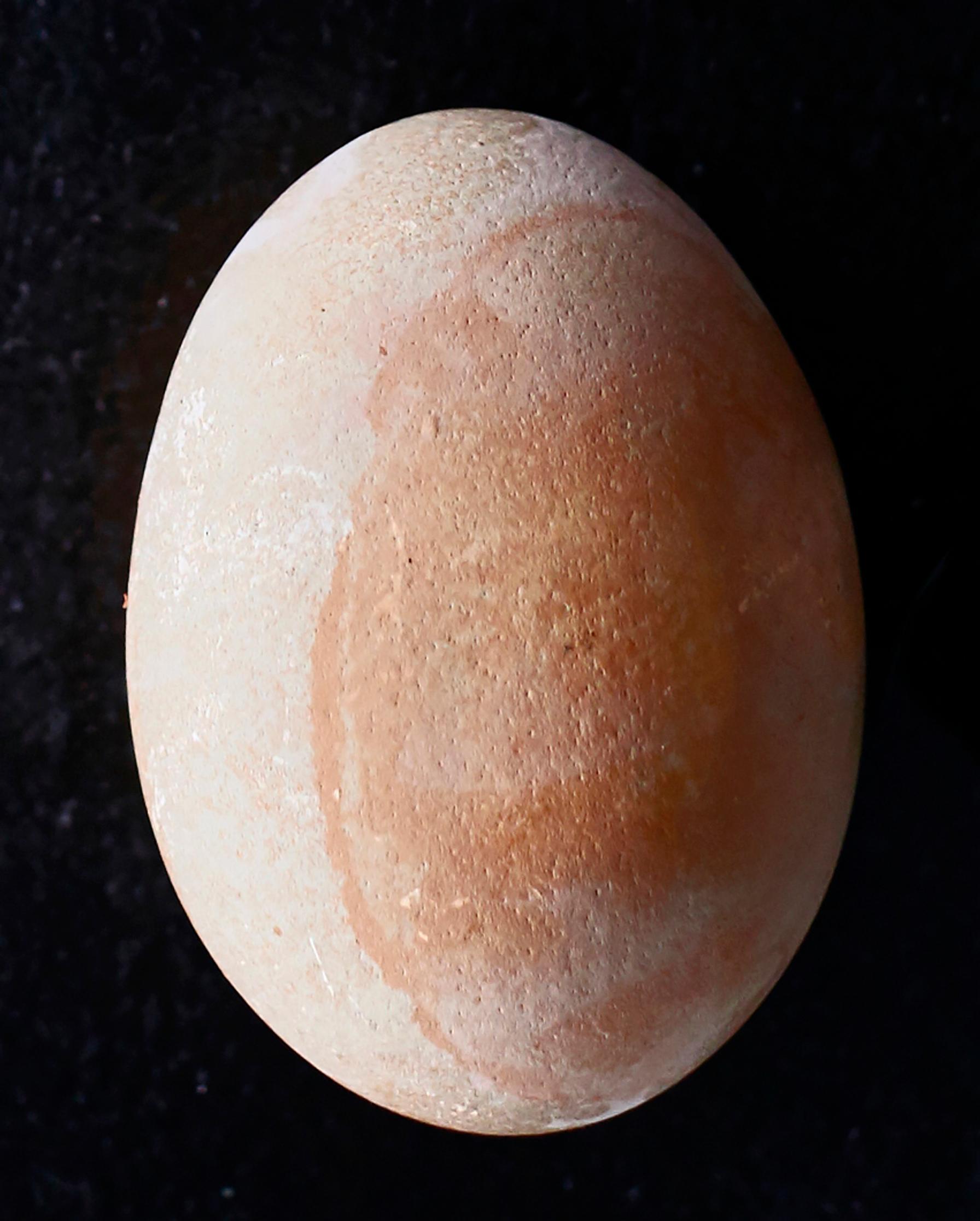 Egg dyed with beetroot