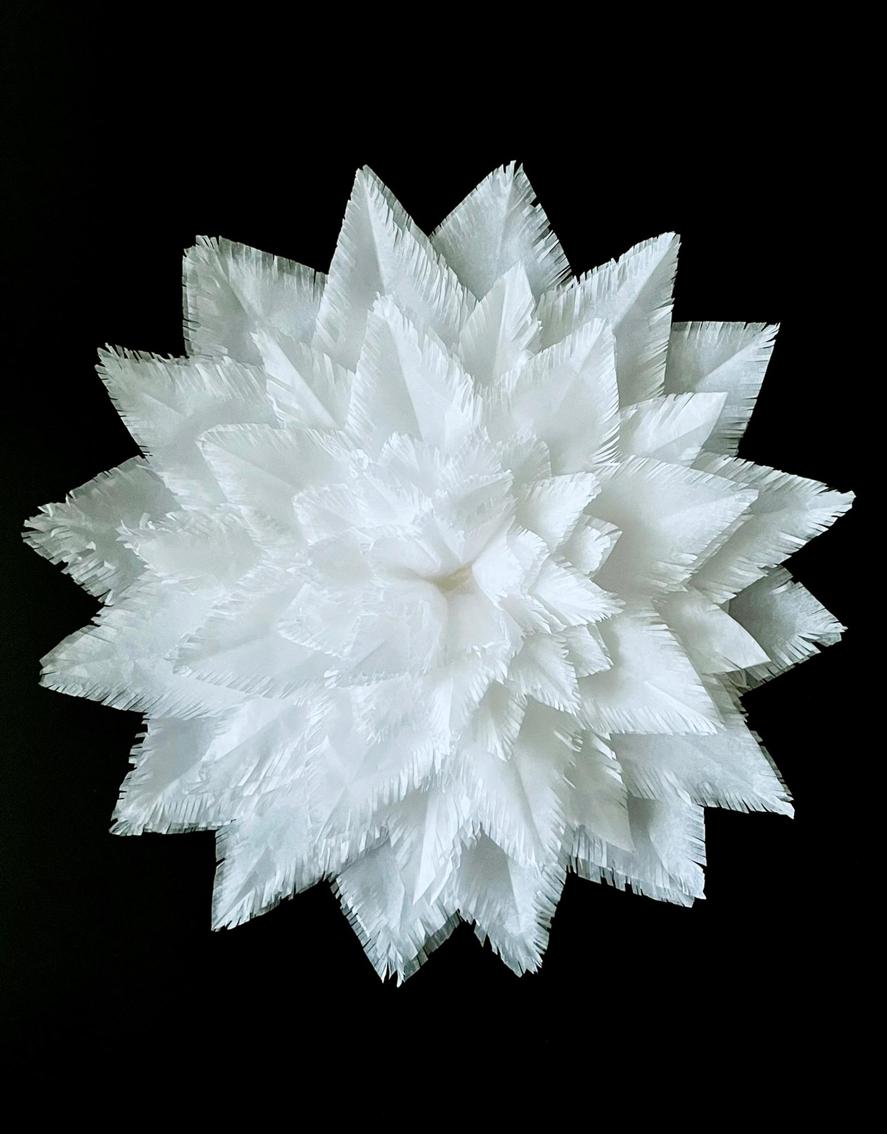 A fringe star shaped more sharply