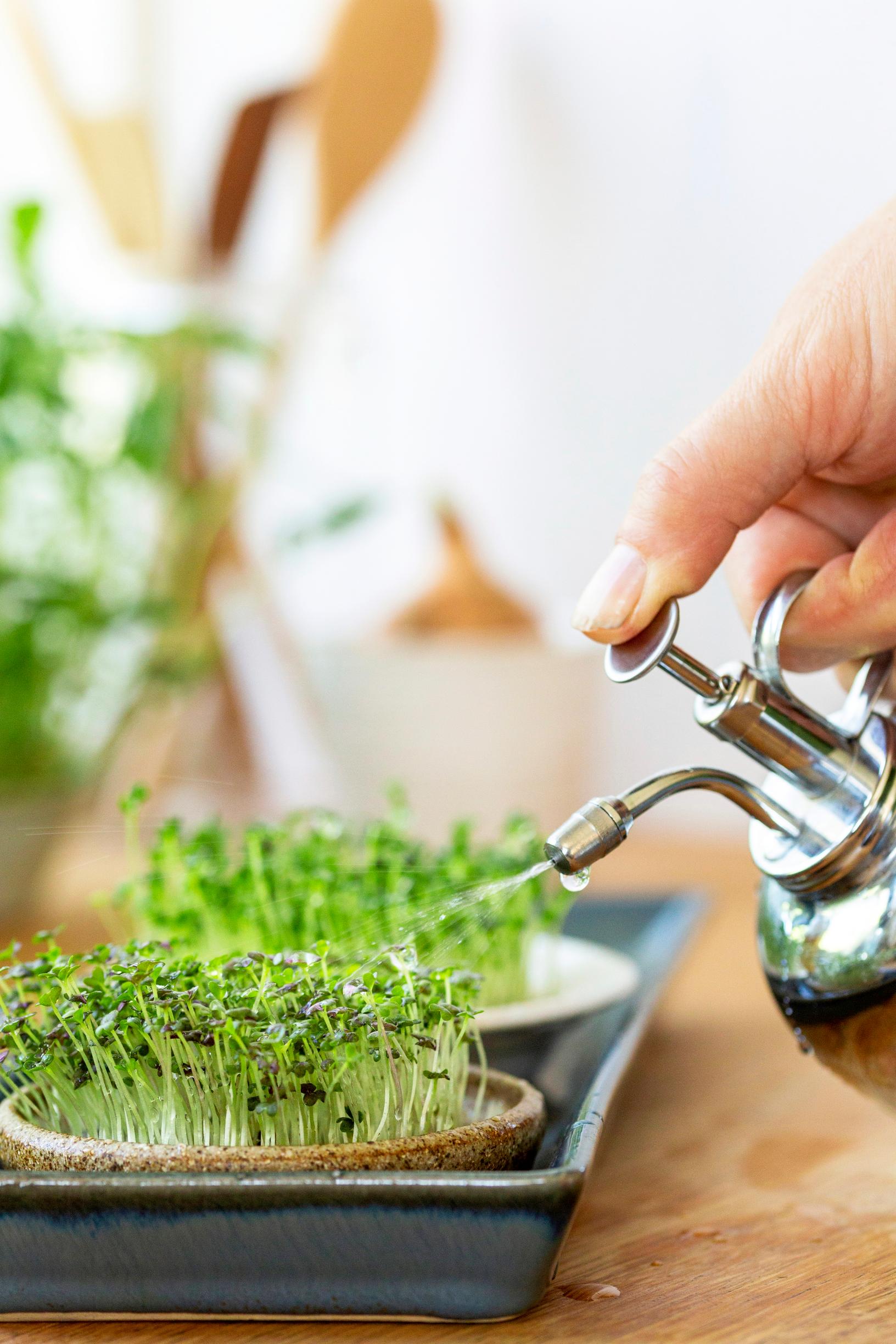 how to grow sprouts