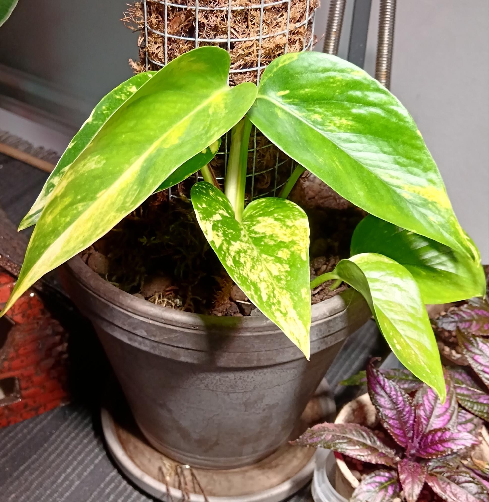 golden pothos when small
