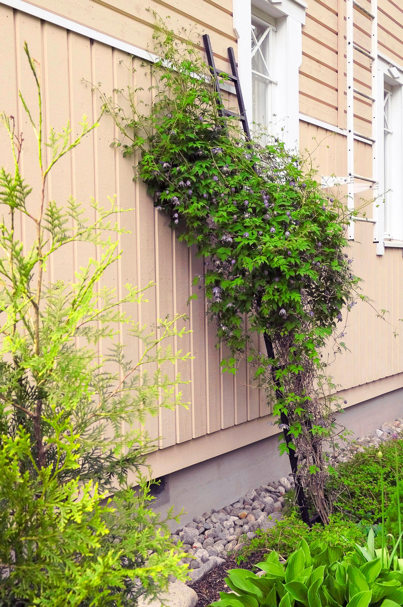 Support for climbing plants
