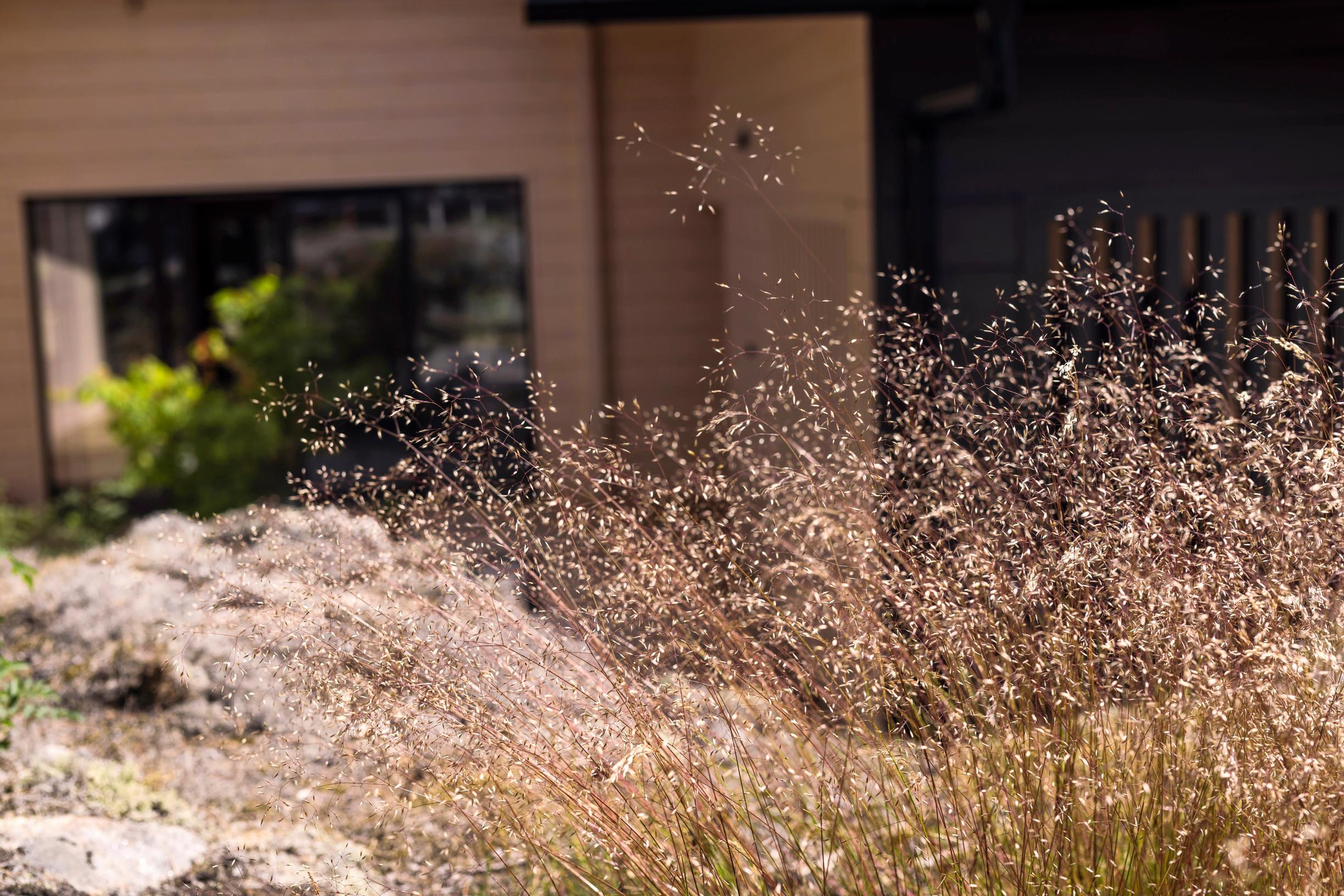 japanese garden: tufted hairgrass