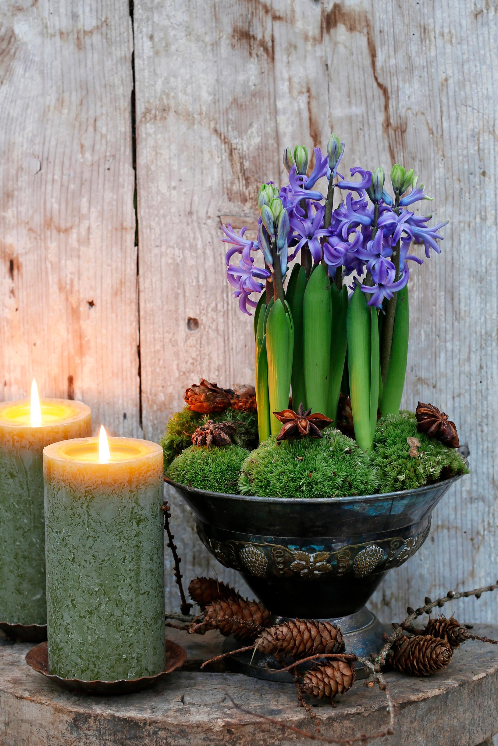 purple hyacinths in a potted arrangement