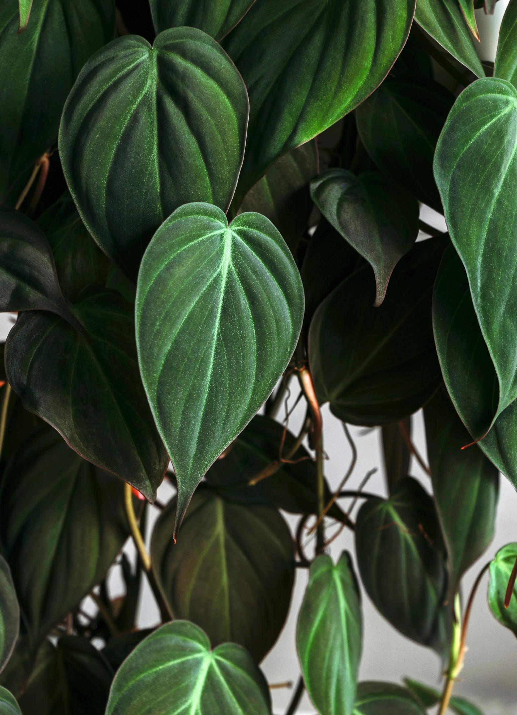 philodendron: velvet philodendron