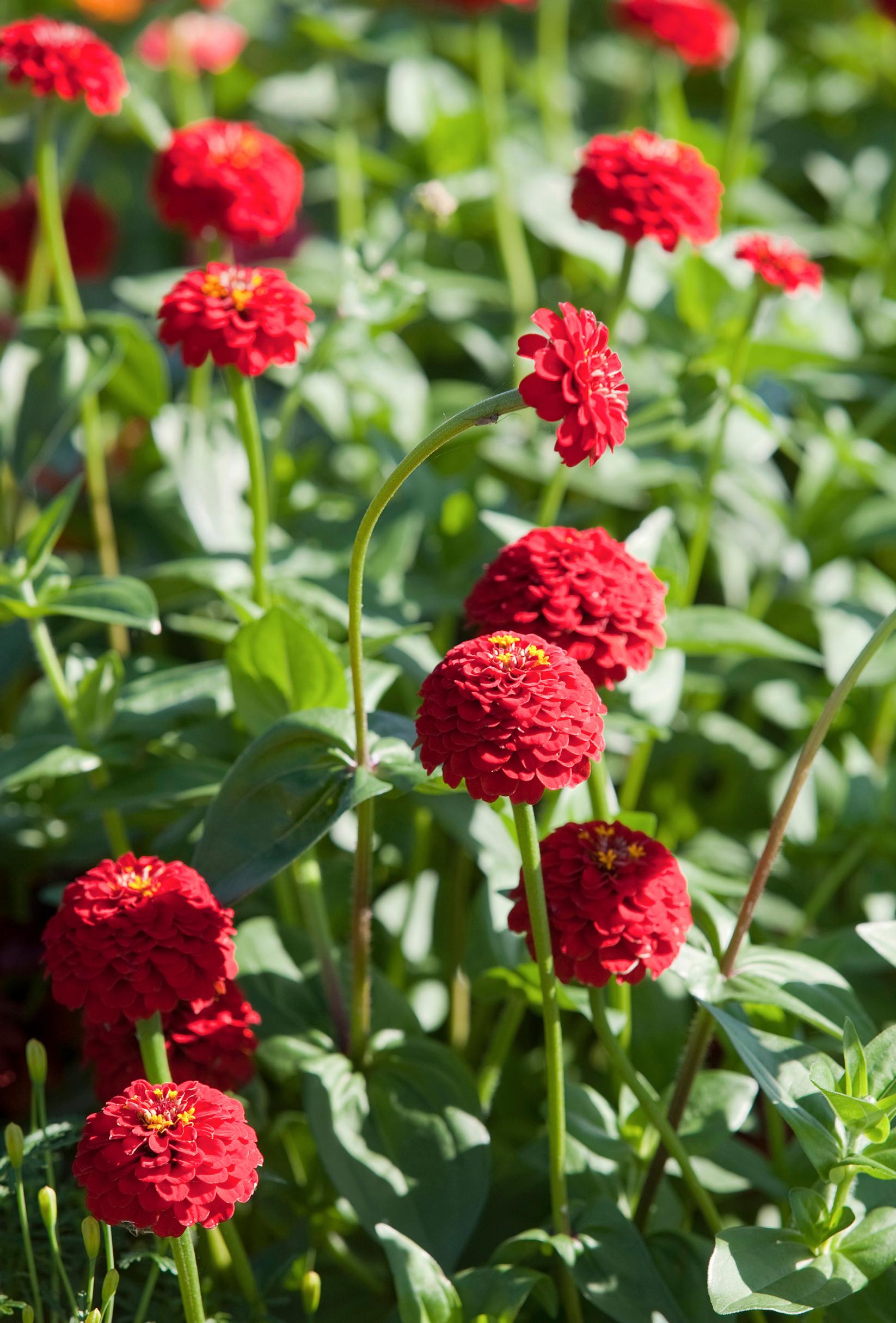 Elegans zinnia ‘Ruffles’