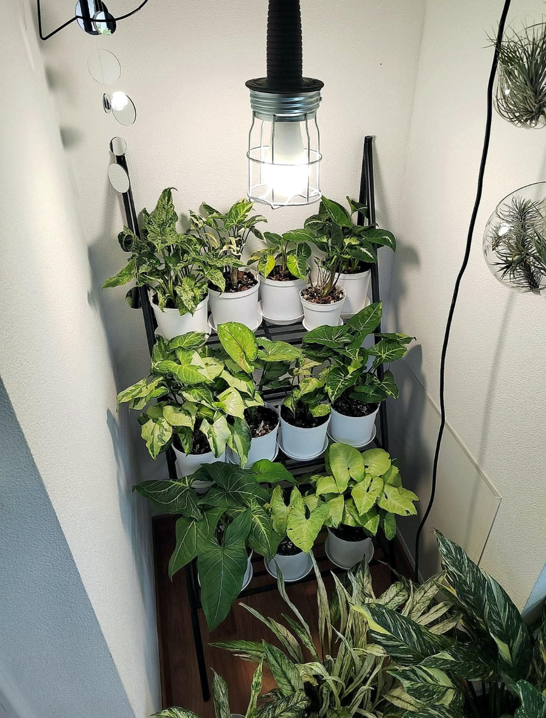 The arrowhead plants receive light year-round in their windowless spot.