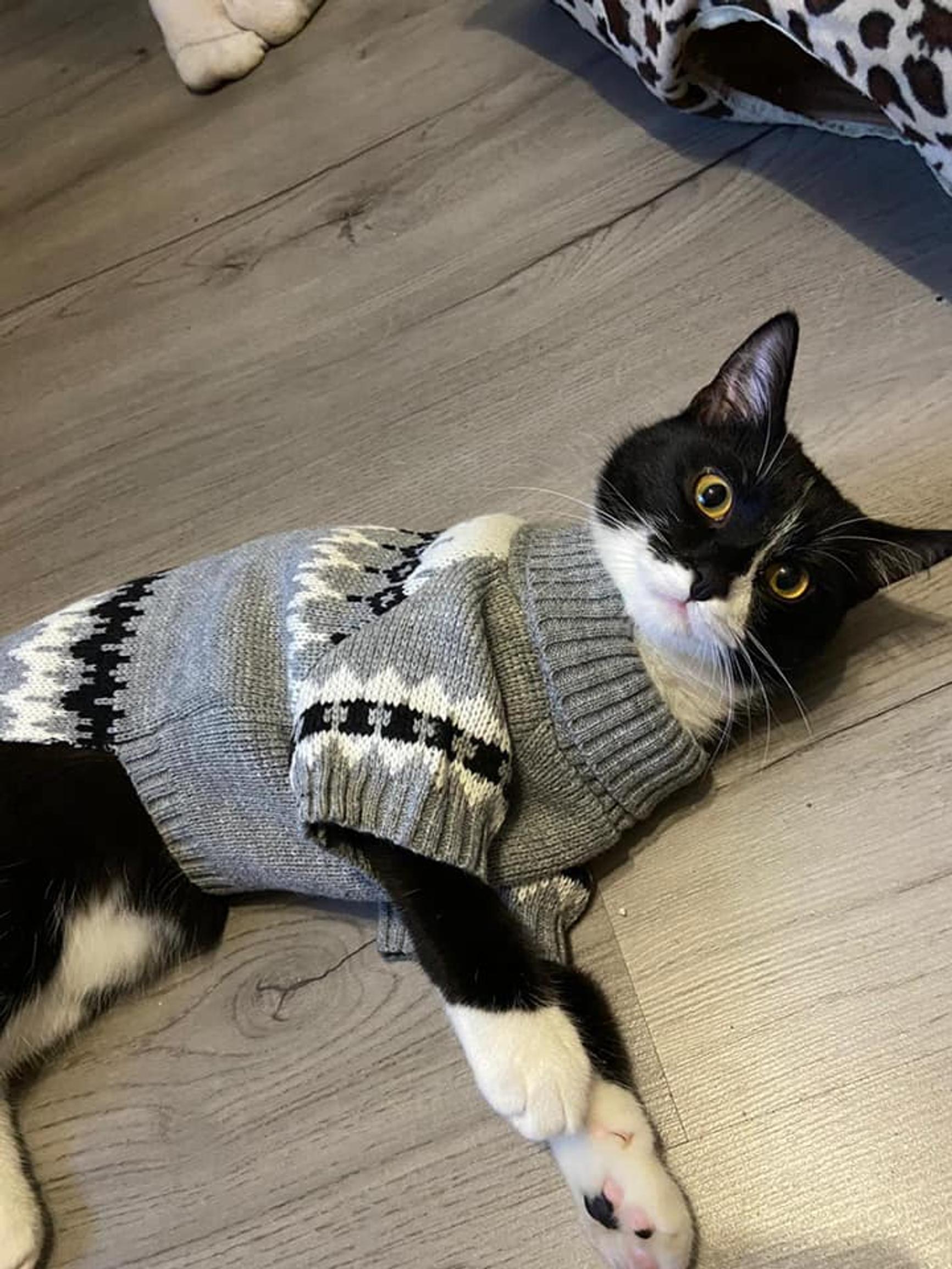 A cat lying on the floor in a knitted outfit.