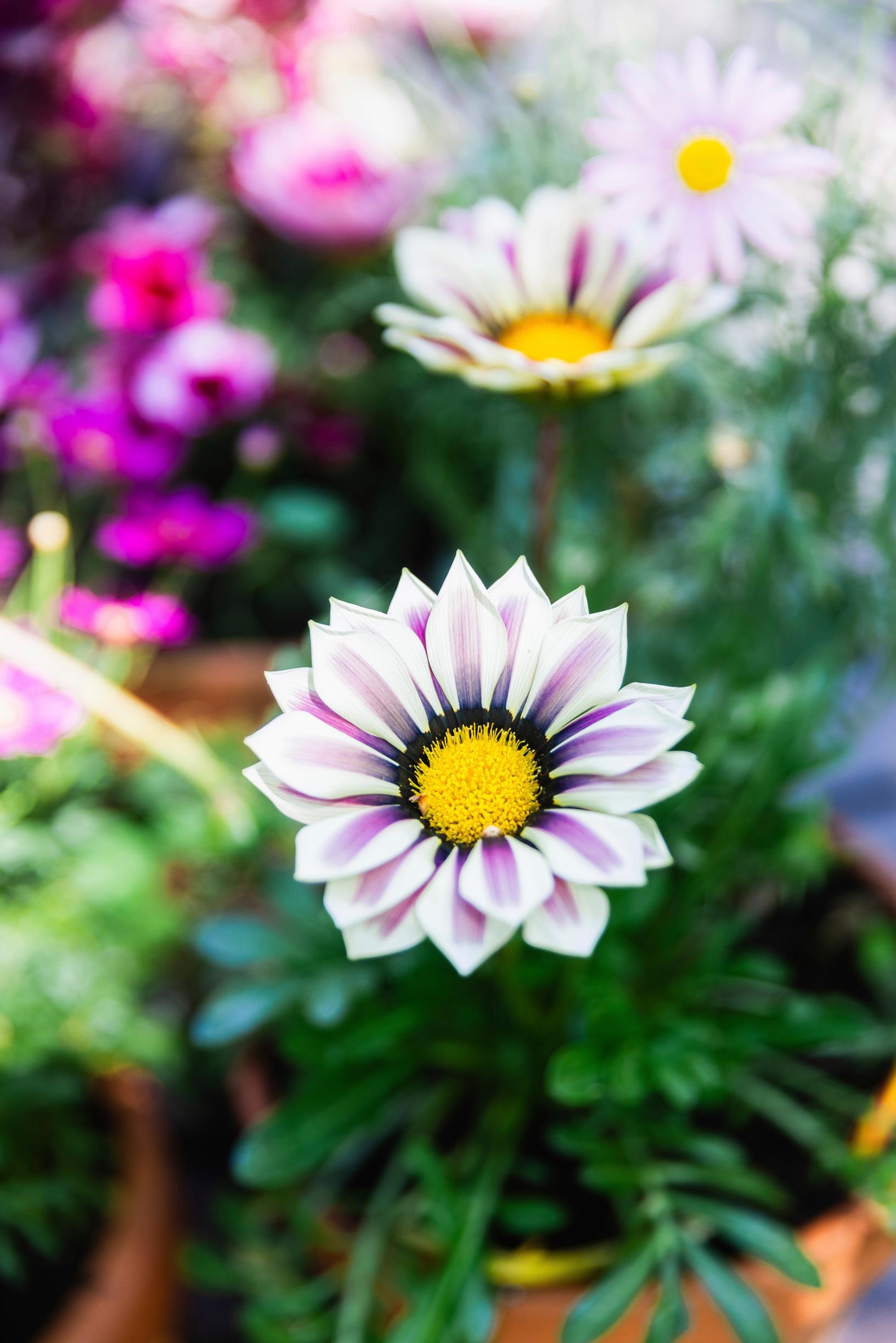 summer flowers in close-up
