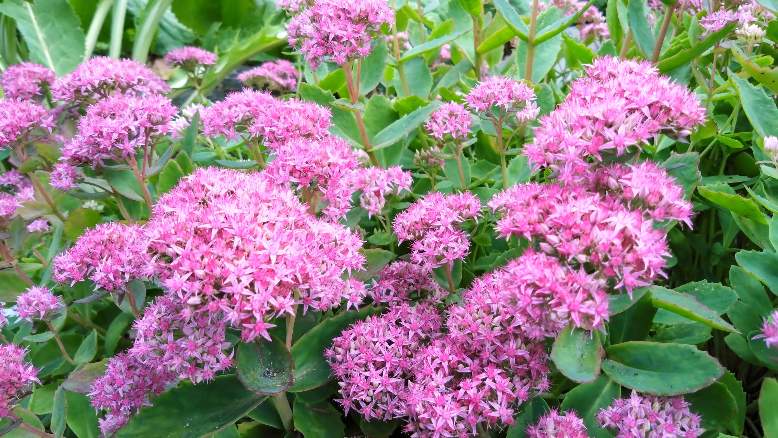 Red stonecrop ‘Carl’