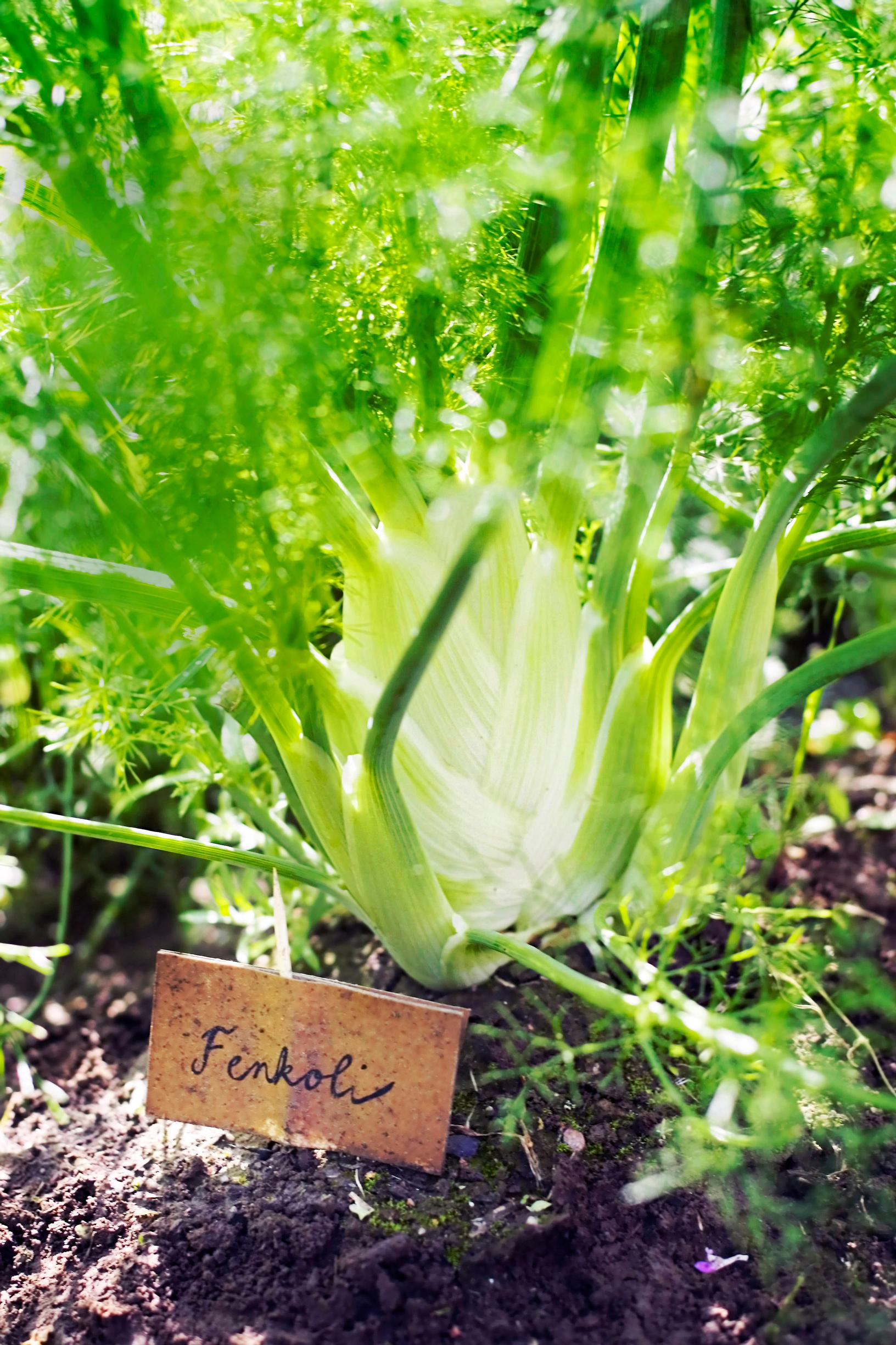 Fennel is a versatile plant that thrives in pots—discover easy growing tips and how to use it