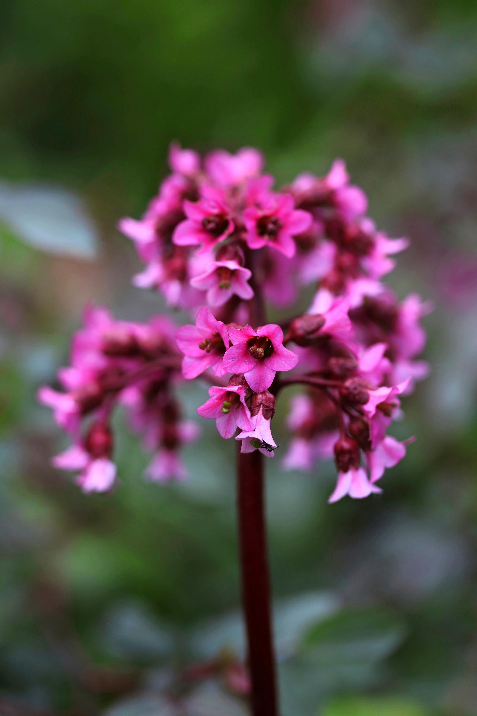 Easy grow perennial flowers
