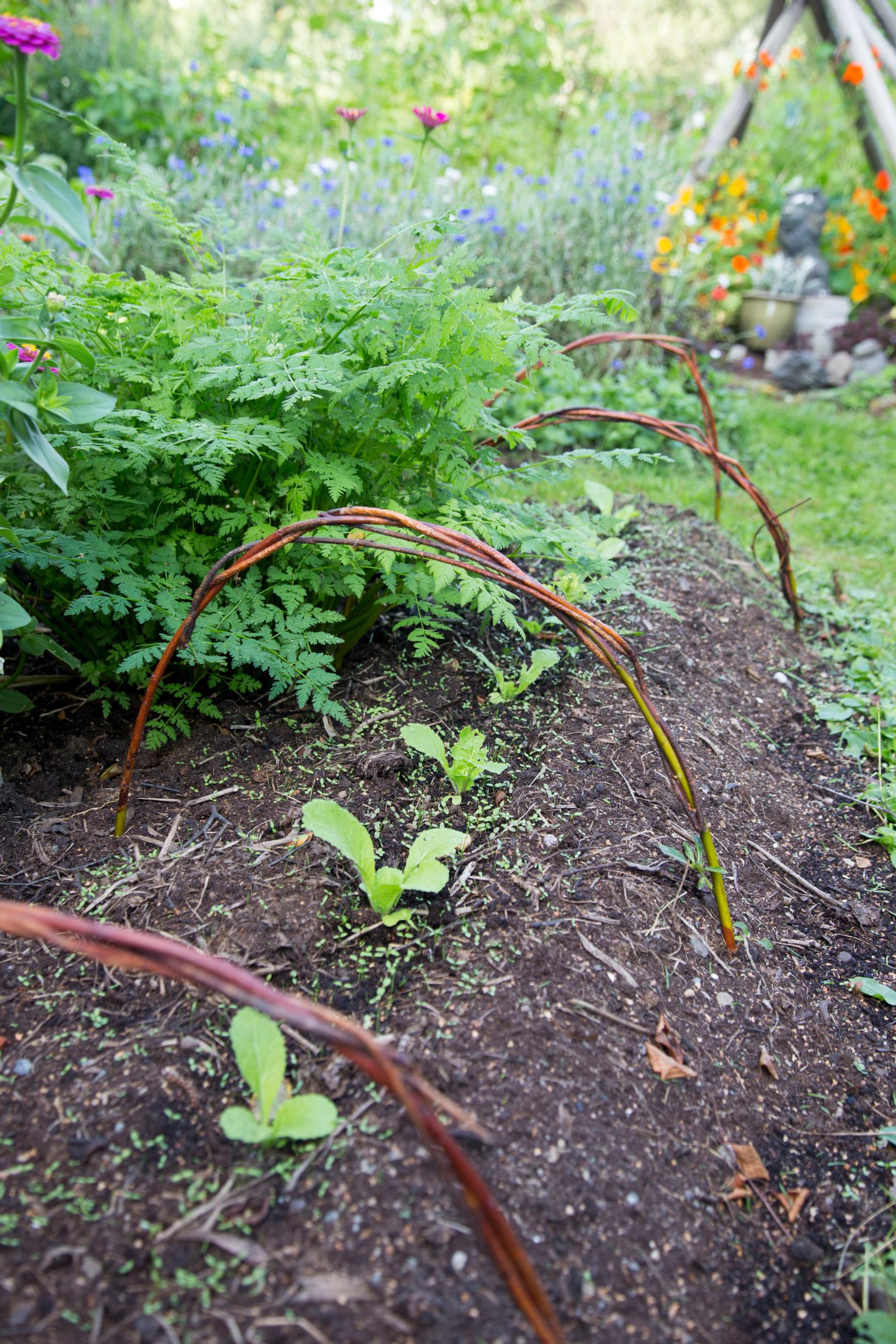 Supports made from branches in the vegetable garden