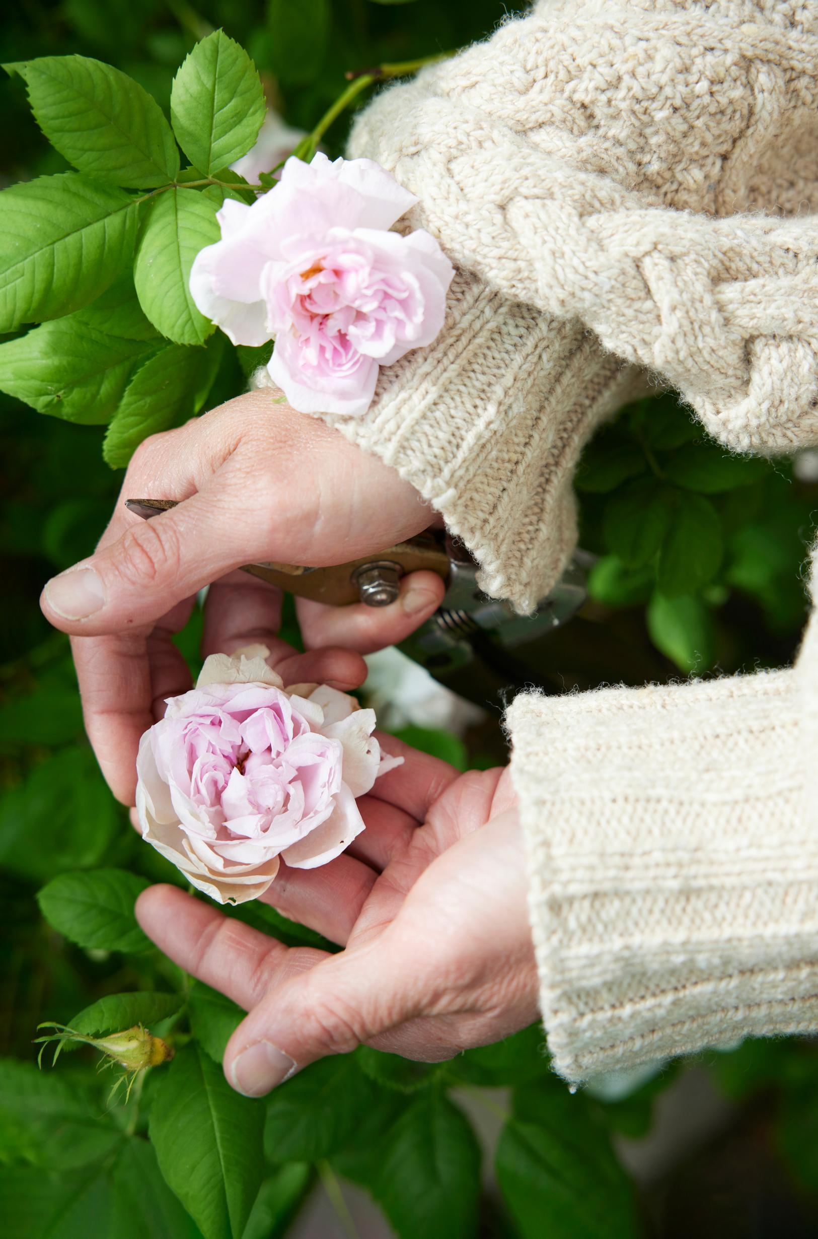 ‘Minette’ (the Mustiala rose) buds remain closed and rot in rainy weather.