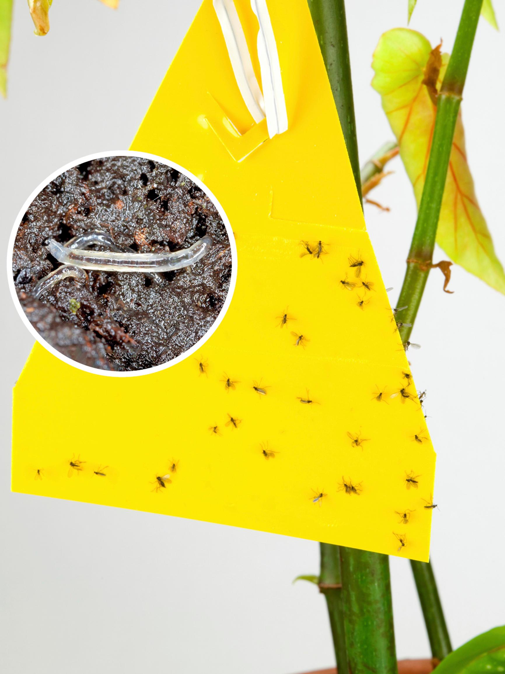 Fungus gnats bugging your plants? Pay attention to watering and try the potato trick or predatory mites