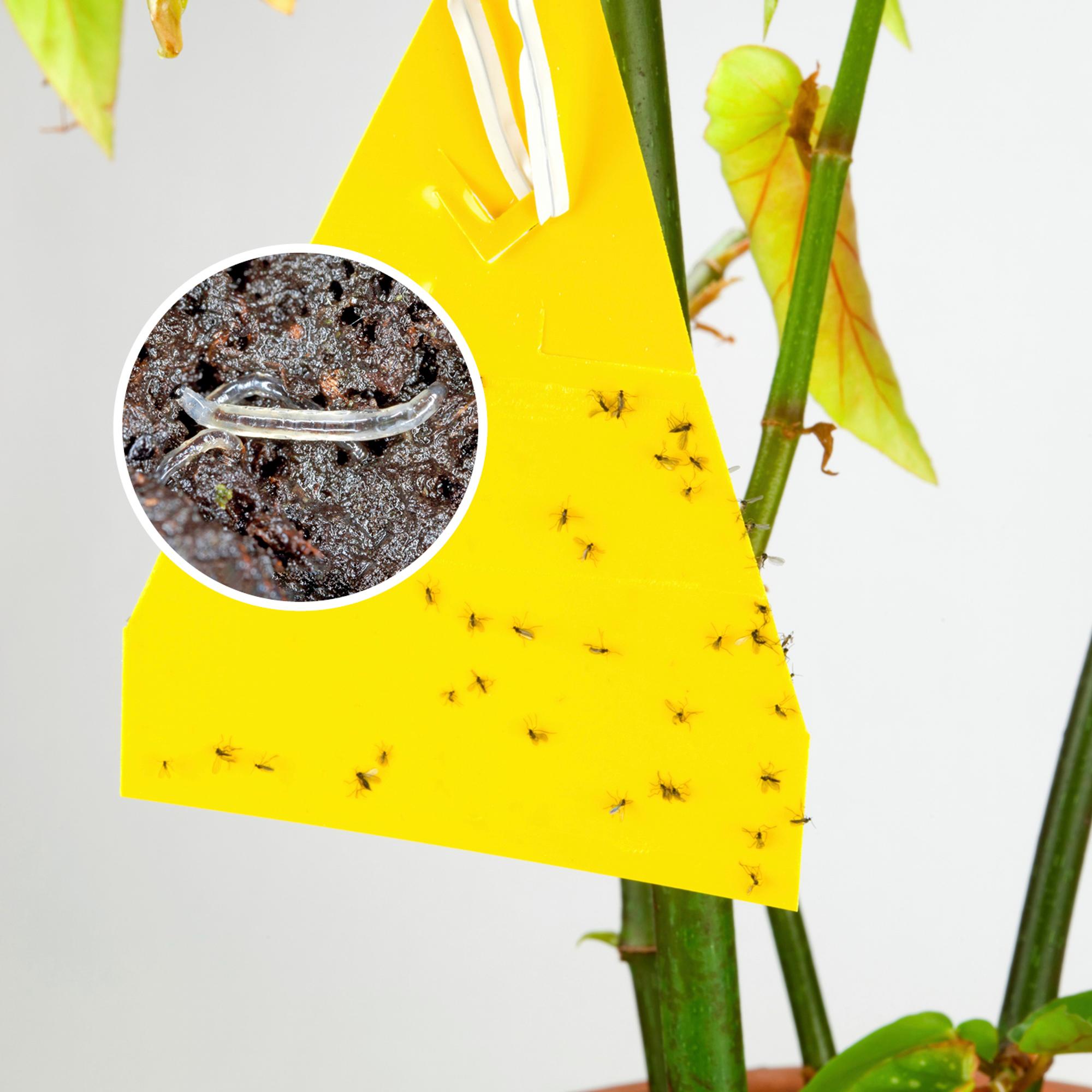 Fungus gnats bugging your plants? Pay attention to watering and try the potato trick or predatory mites