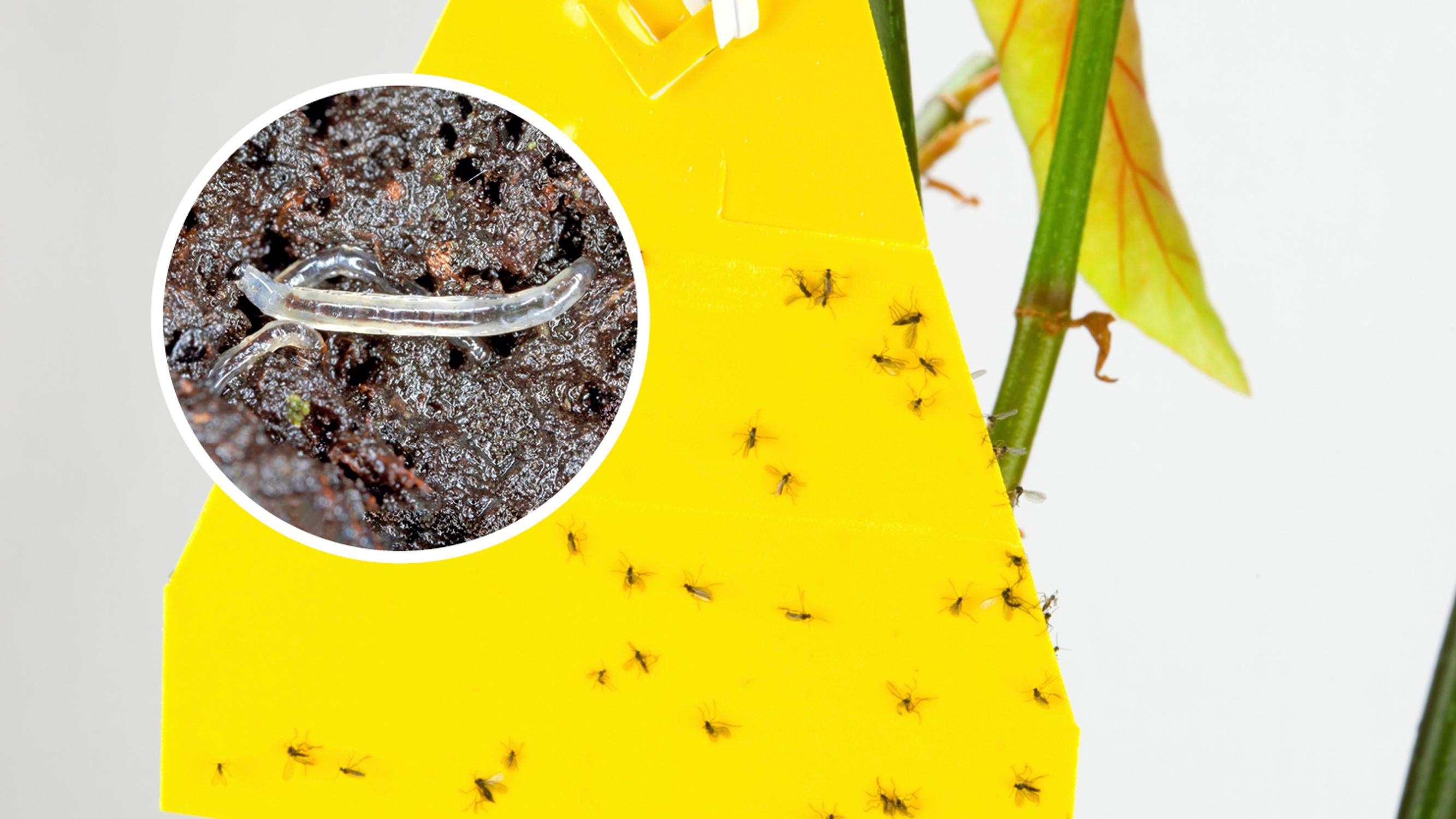 Fungus gnats bugging your plants? Pay attention to watering and try the potato trick or predatory mites