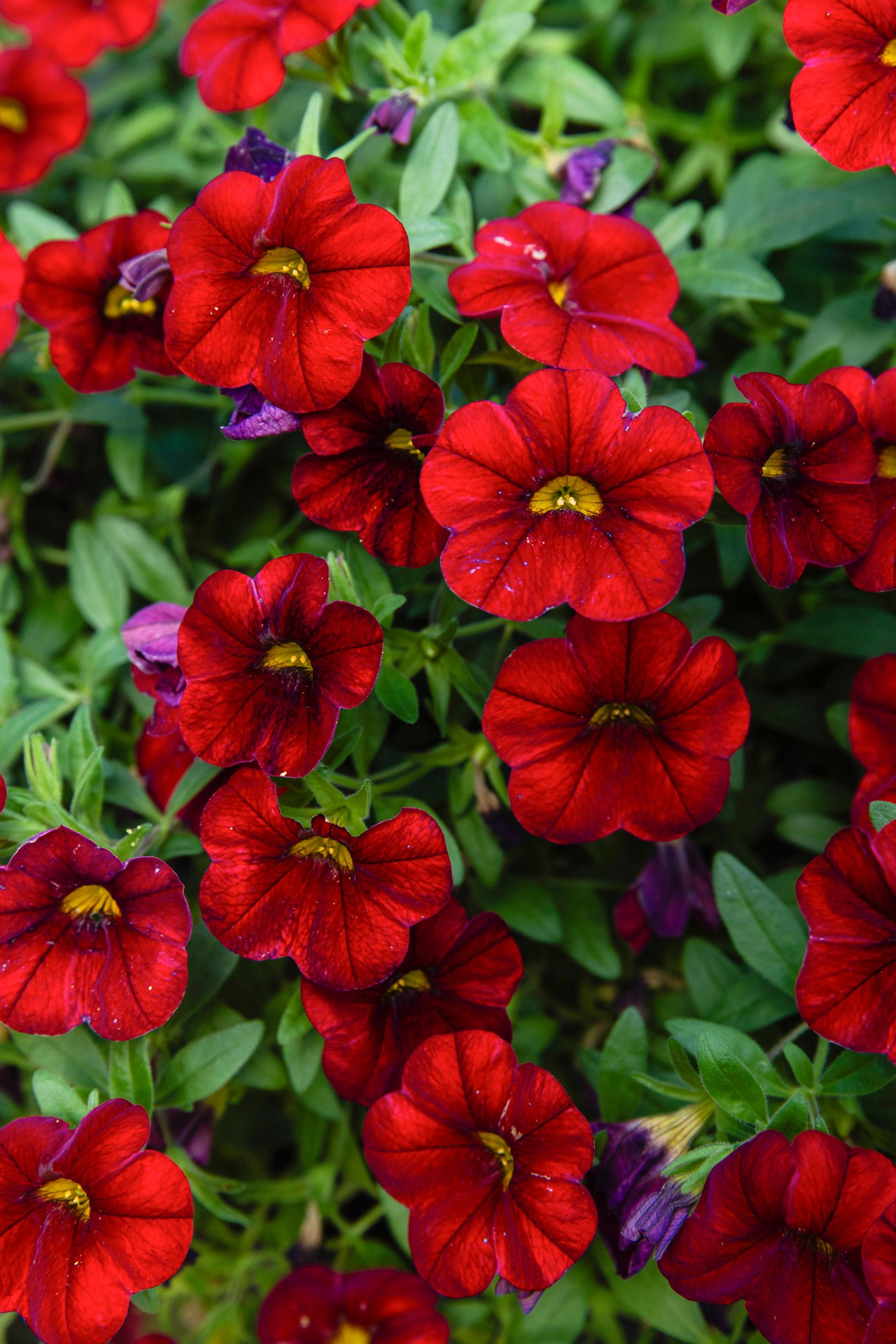 Red million bells