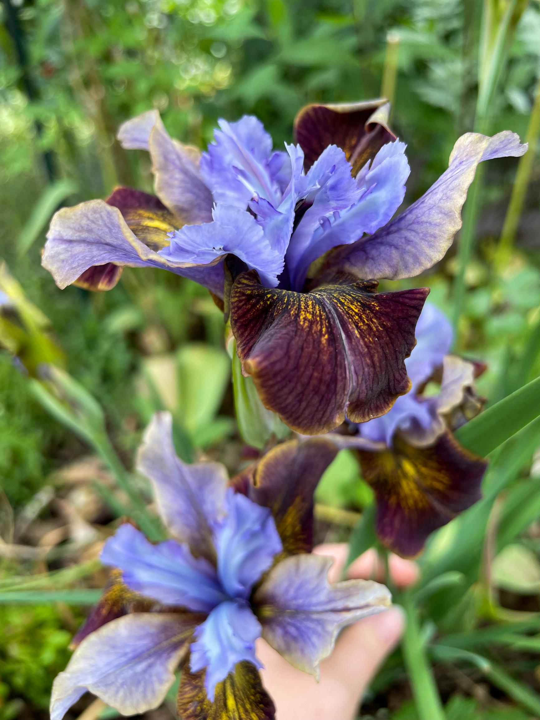 Siberian iris ‘Black Joker’