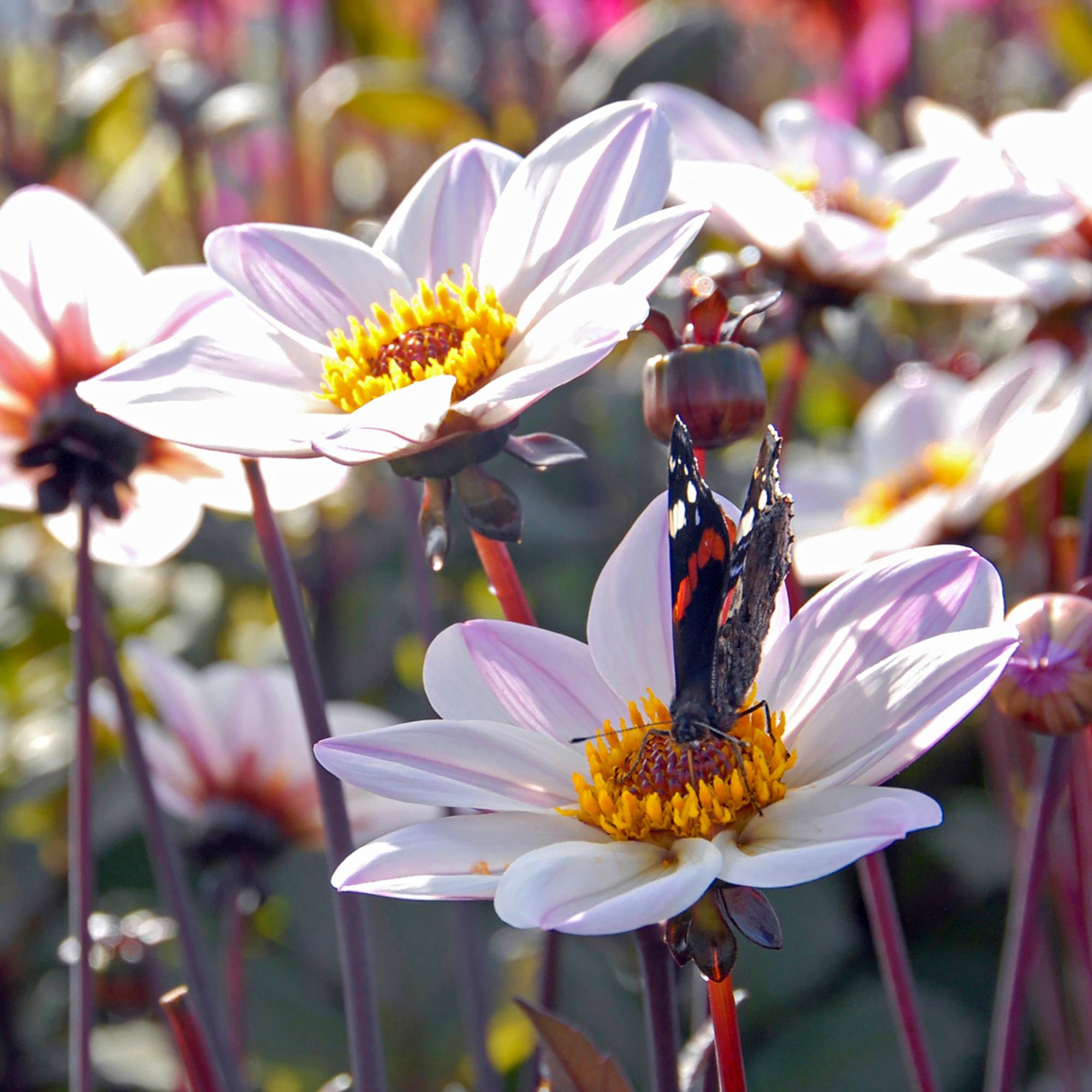 Garden dahlia ‘Happy Single Princess’