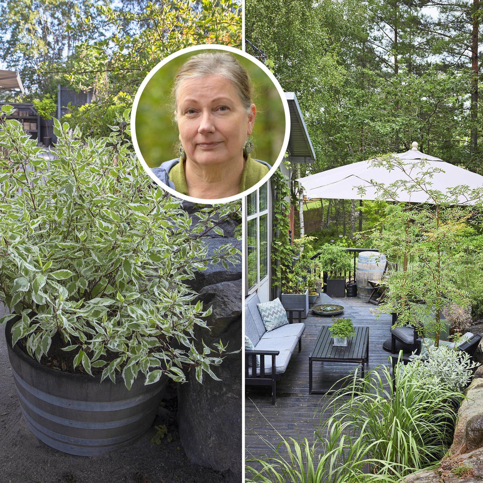 Keep perennials in containers all year: a horticulturist shares winter survival secrets