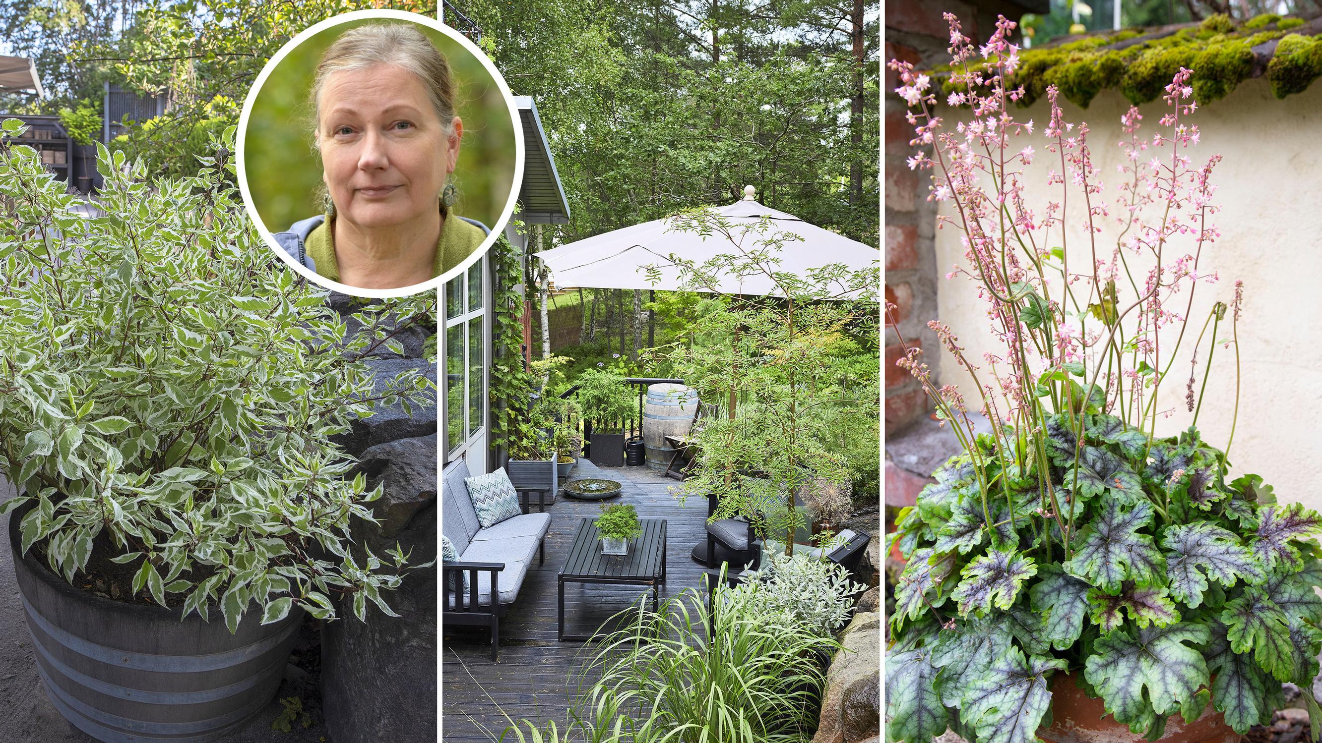 Keep perennials in containers all year: a horticulturist shares winter survival secrets