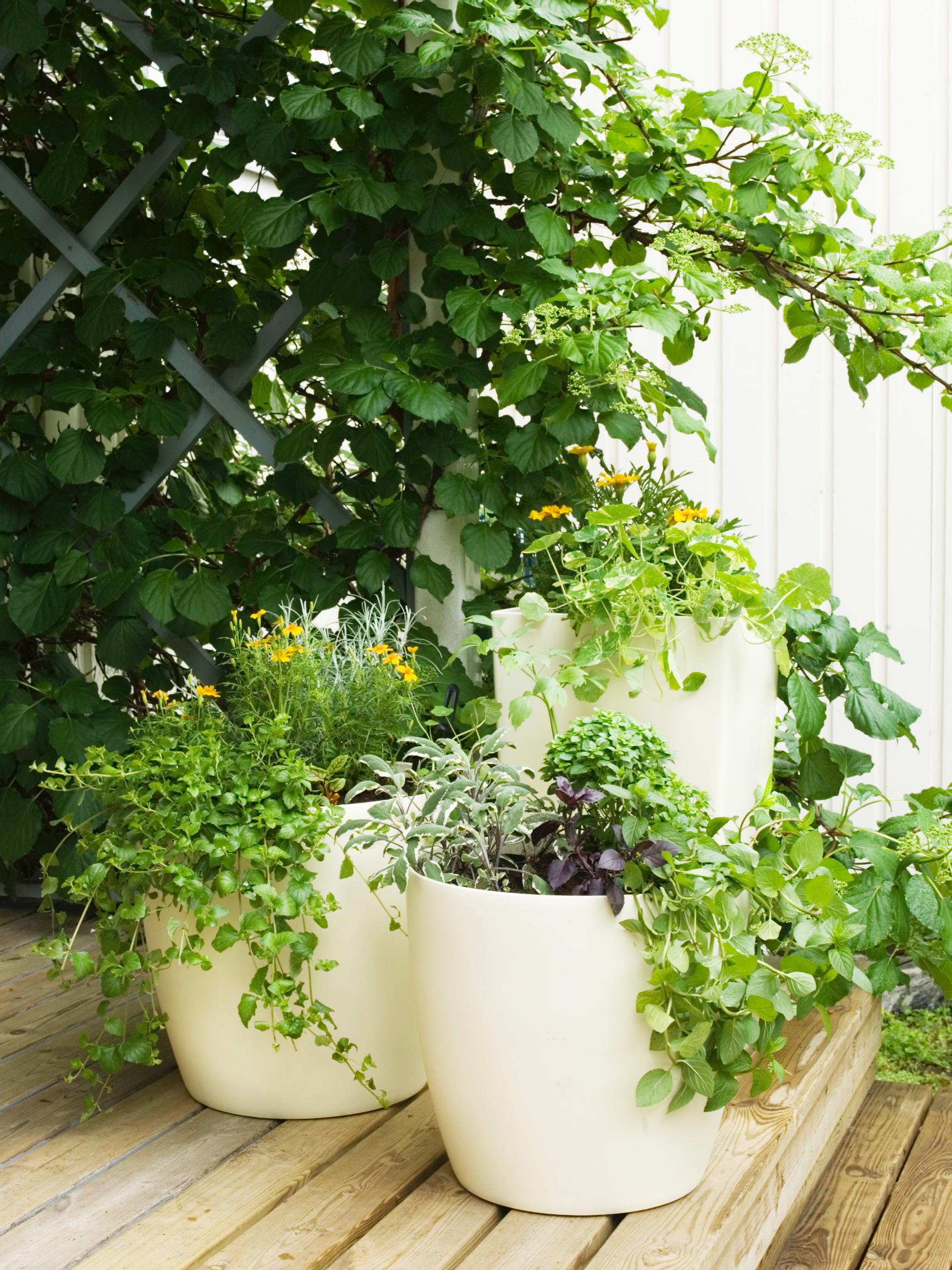 A self-watering planter is a plant lover’s best friend—here’s how to use it