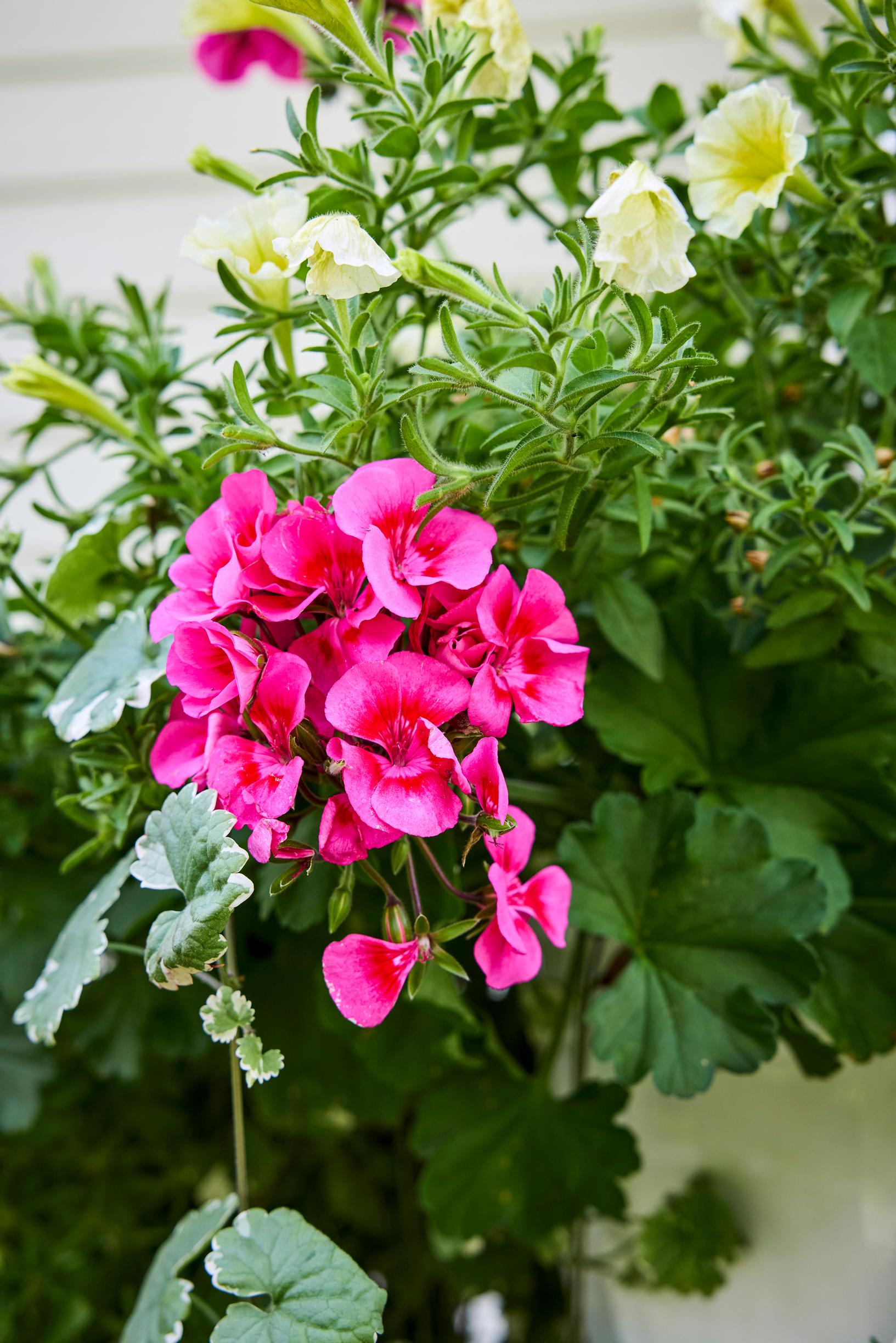 summer-flower hanging baskets: trailing geranium