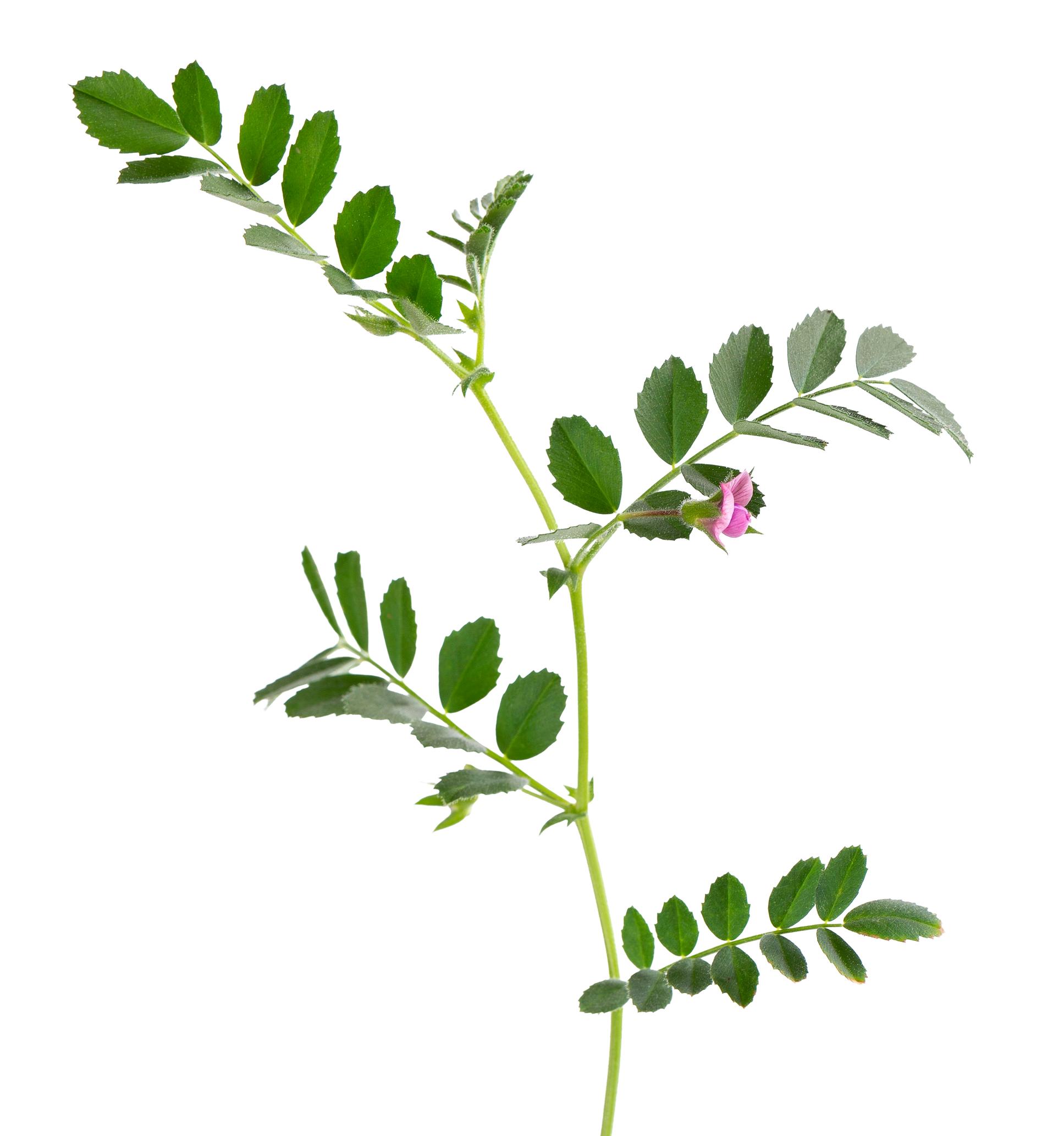 Chickpea growing, plants