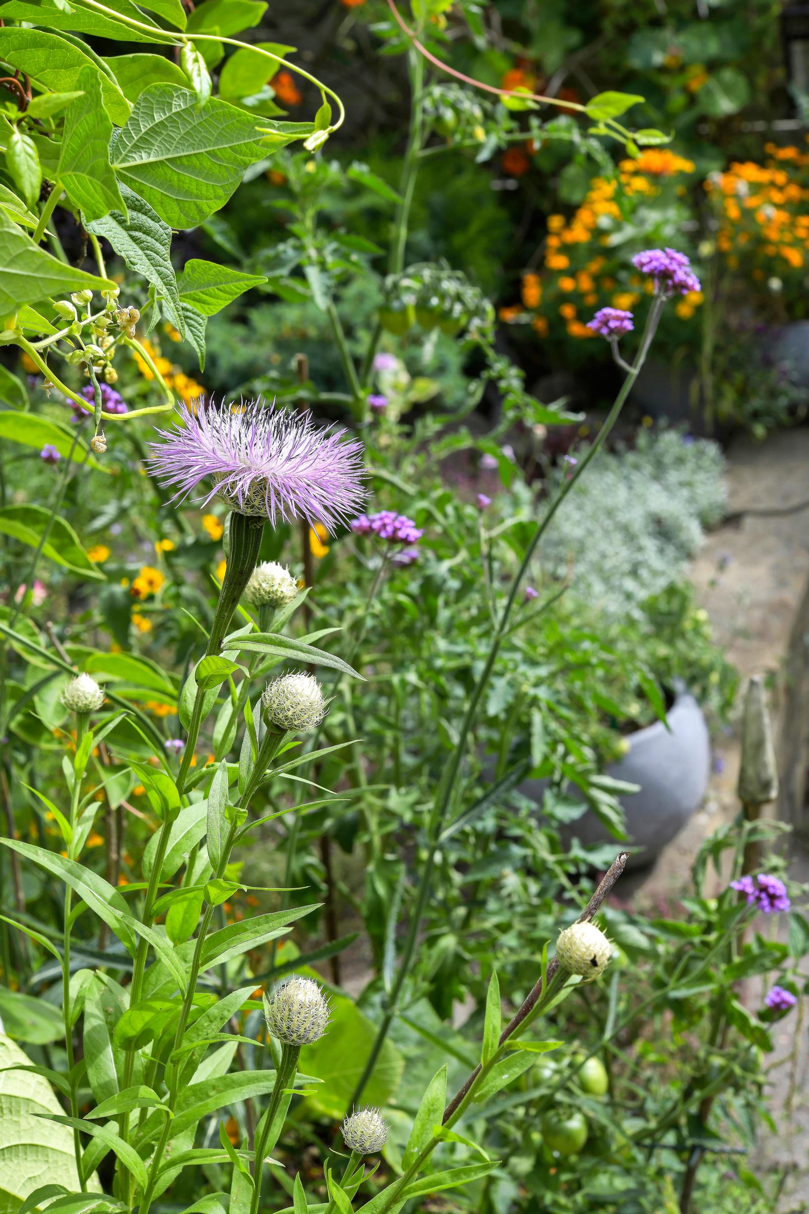 ’Rosy Lilac’ American basketflower accompanied by a tall verbena.