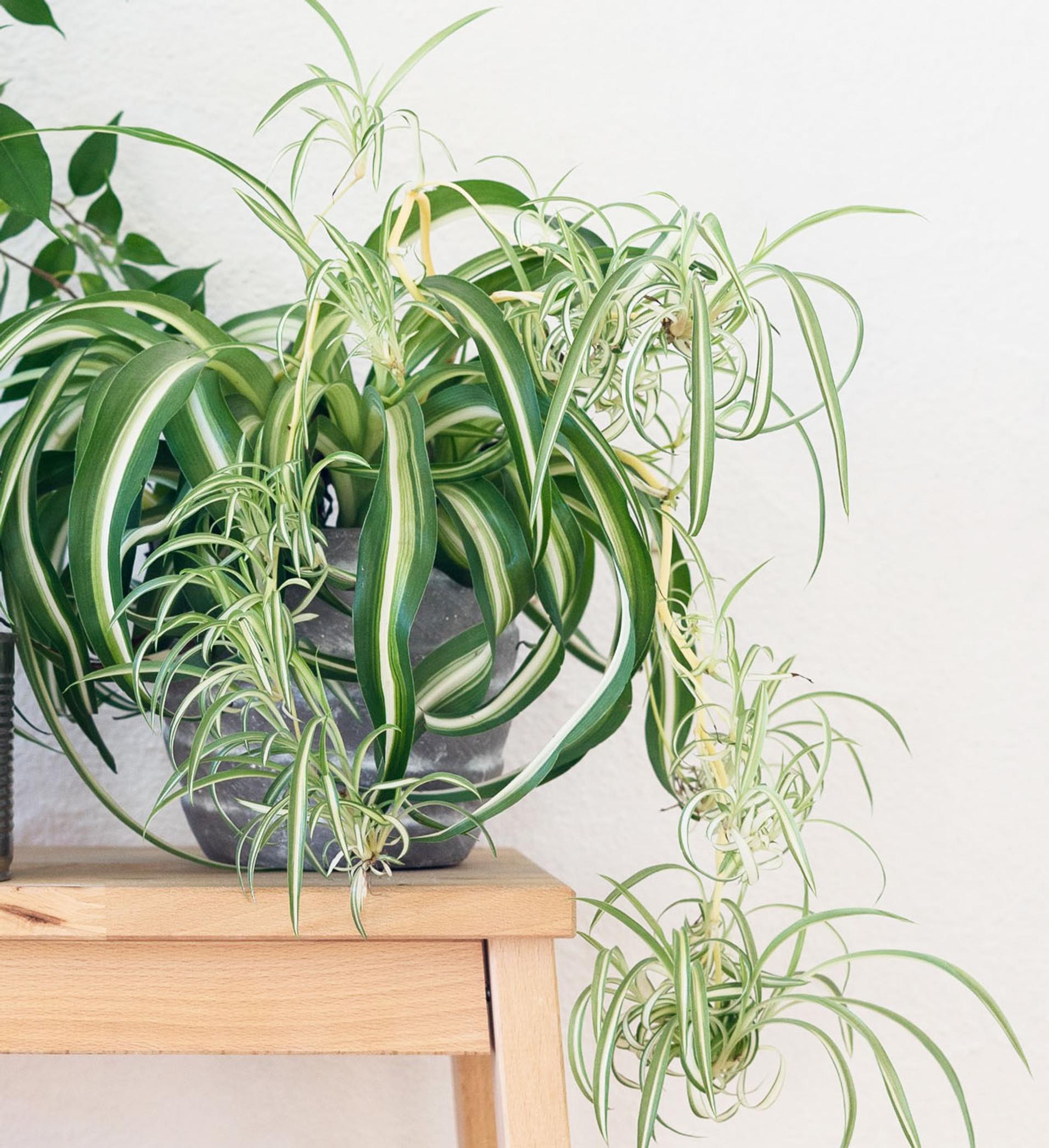 Spider plant: The foolproof houseplant anyone can grow
