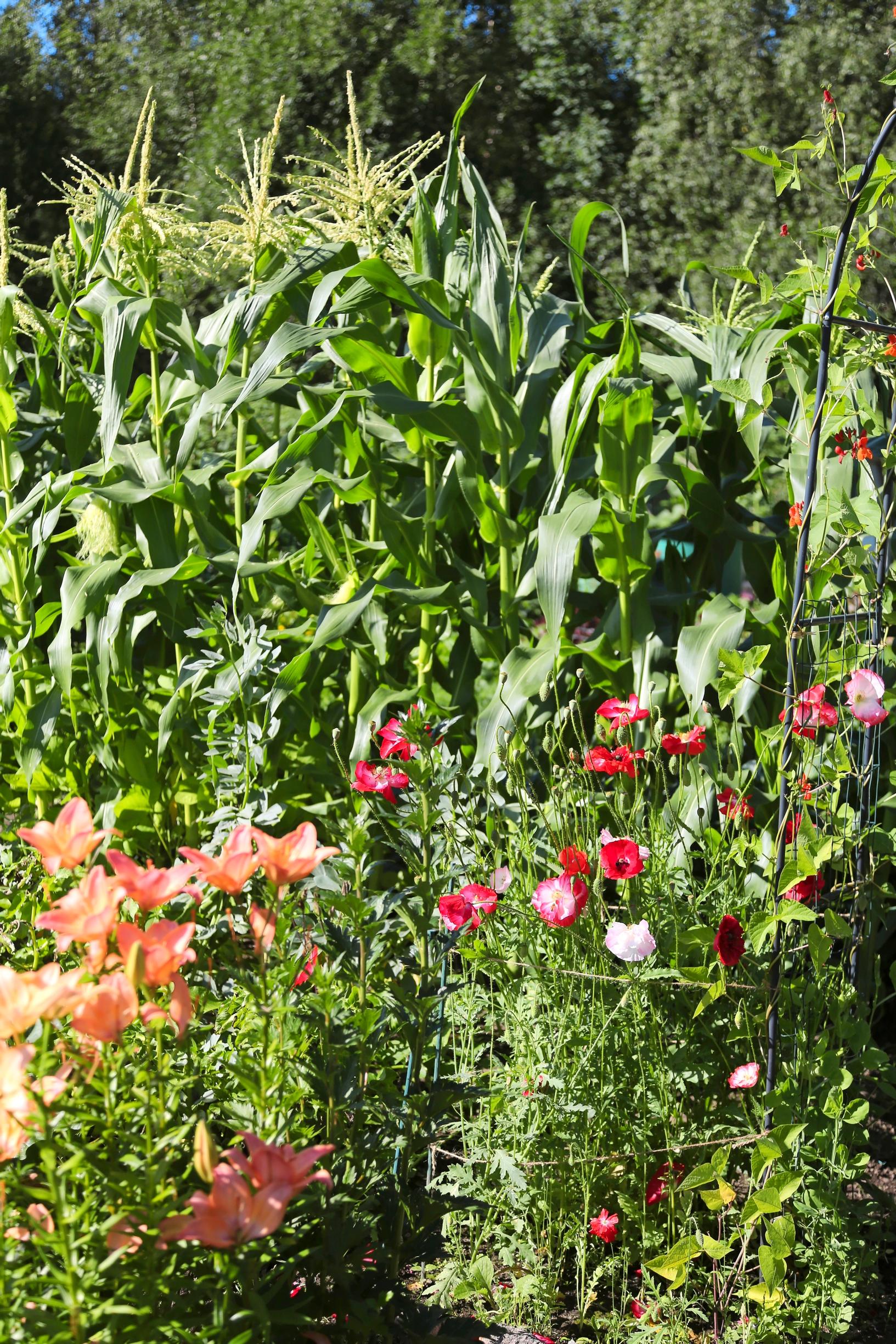 Tall maize plants and red and apricot-hued flowers on Kanako’s allotment