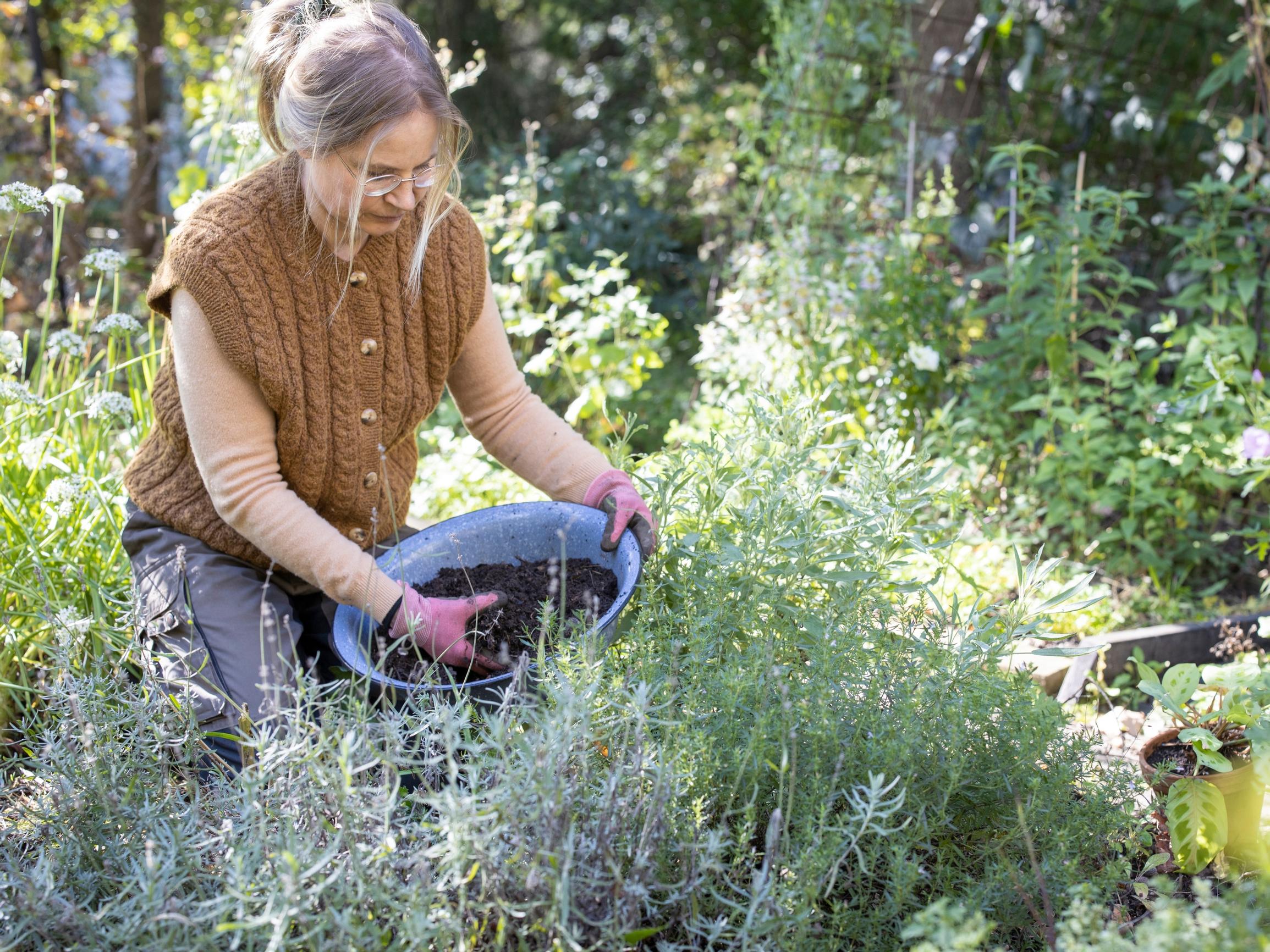 Autumn compost soil: how to make the most of this garden gold in raised beds, as mulch, and in plantings