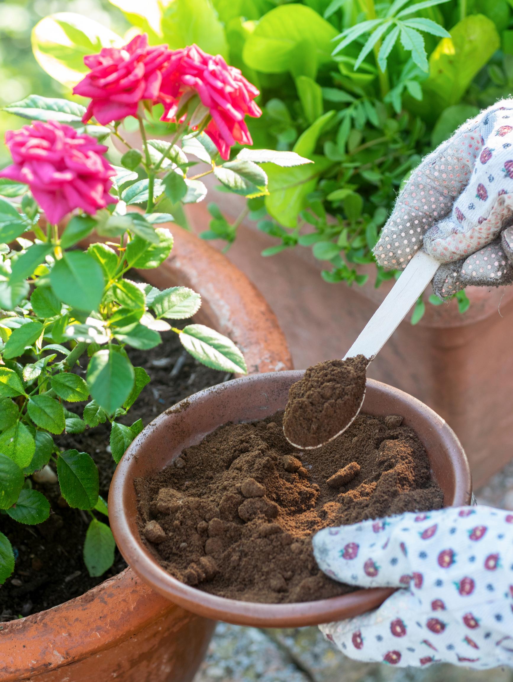 Using coffee grounds in garden