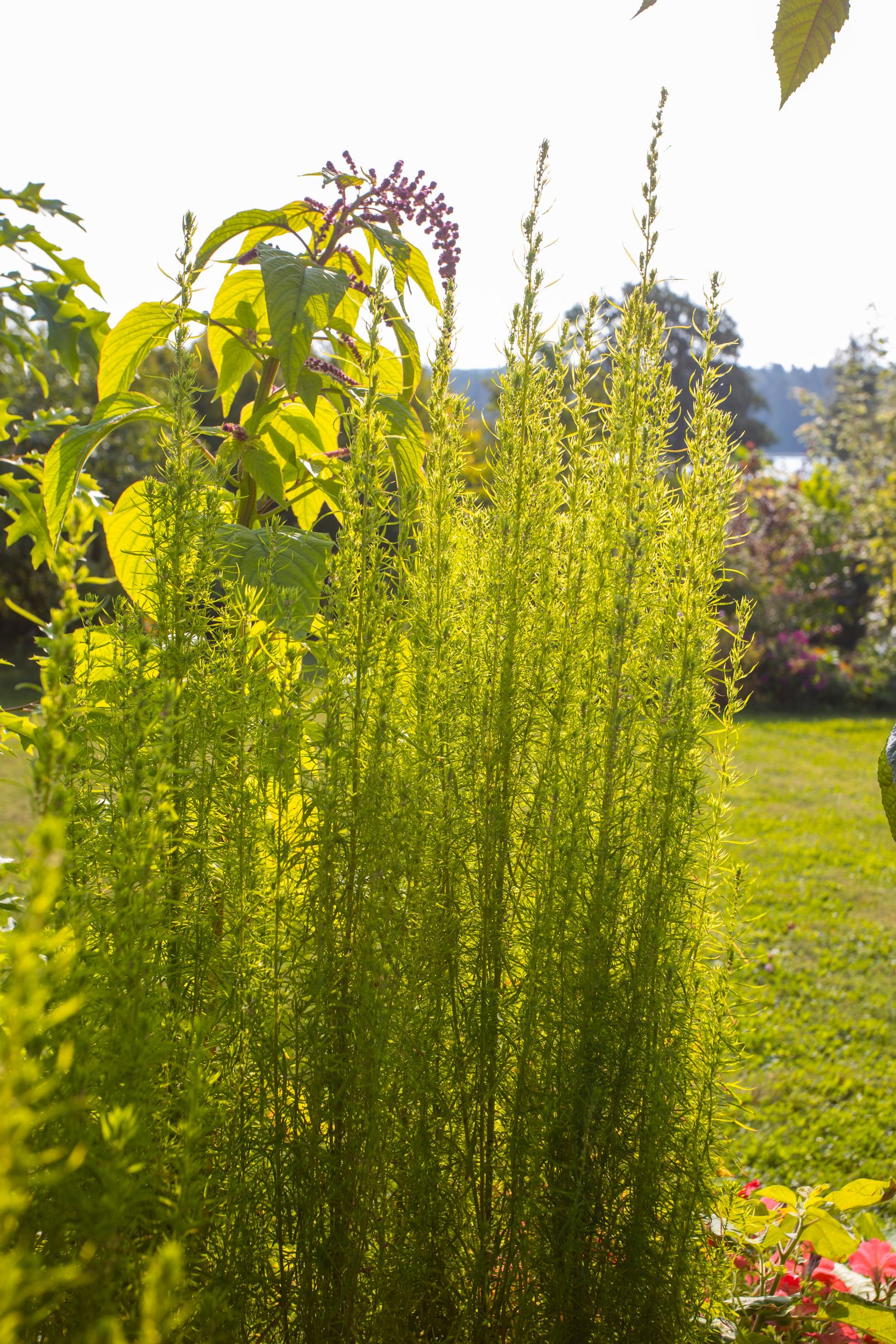 Summer cypress