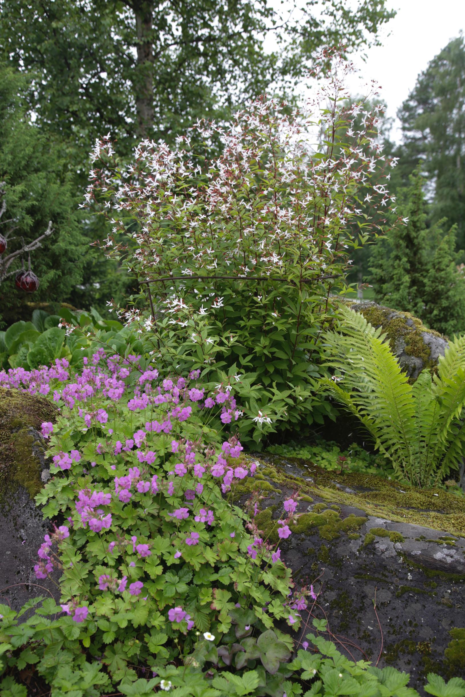 Easy grow perennial flowers